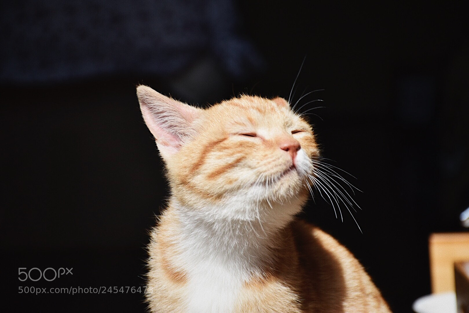 Nikon D5500 sample photo. 201802091629415.jpg photography