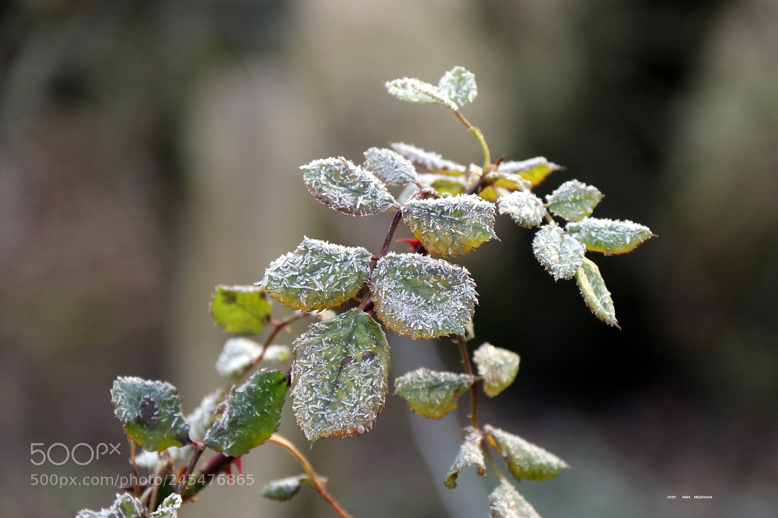 Canon EOS 800D (EOS Rebel T7i / EOS Kiss X9i) sample photo. Noch winter ... photography