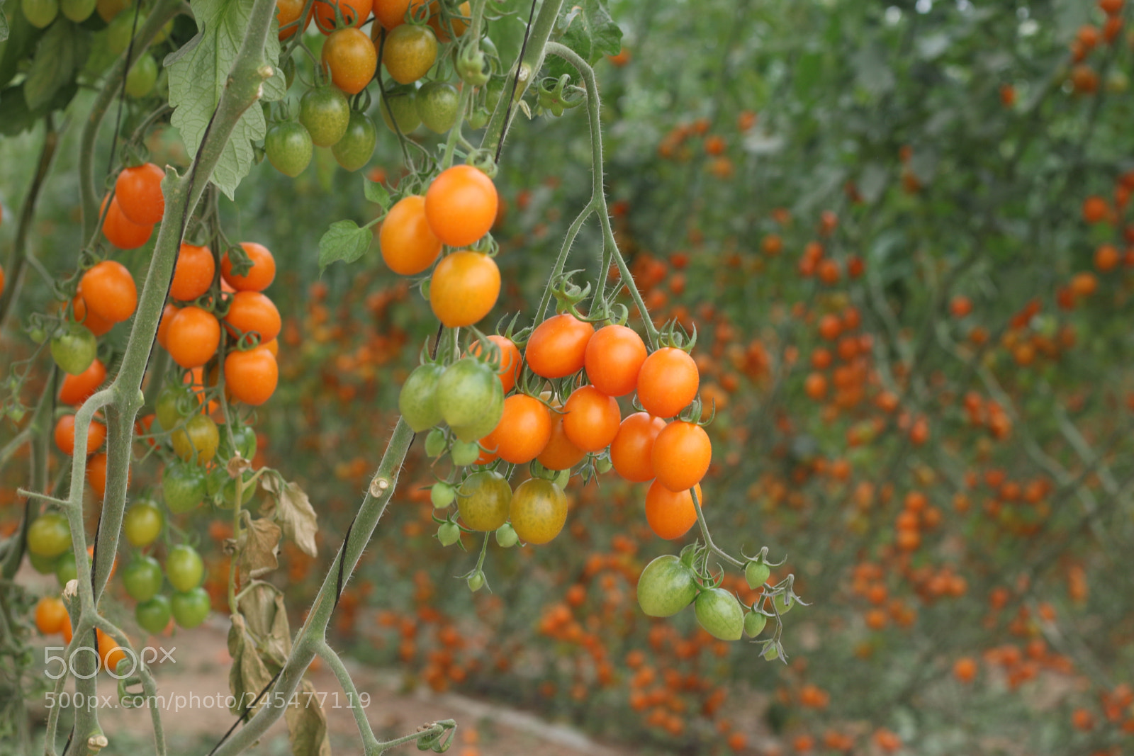 Canon EOS 70D + Canon EF 50mm F1.8 STM sample photo. Img photography