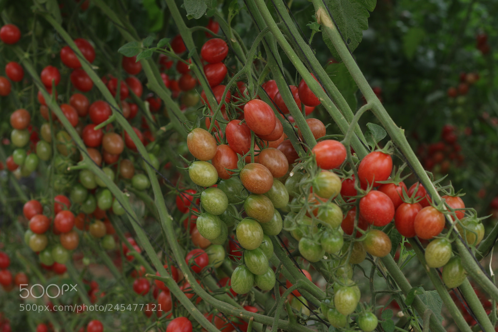 Canon EOS 70D + Canon EF 50mm F1.8 STM sample photo. Img photography