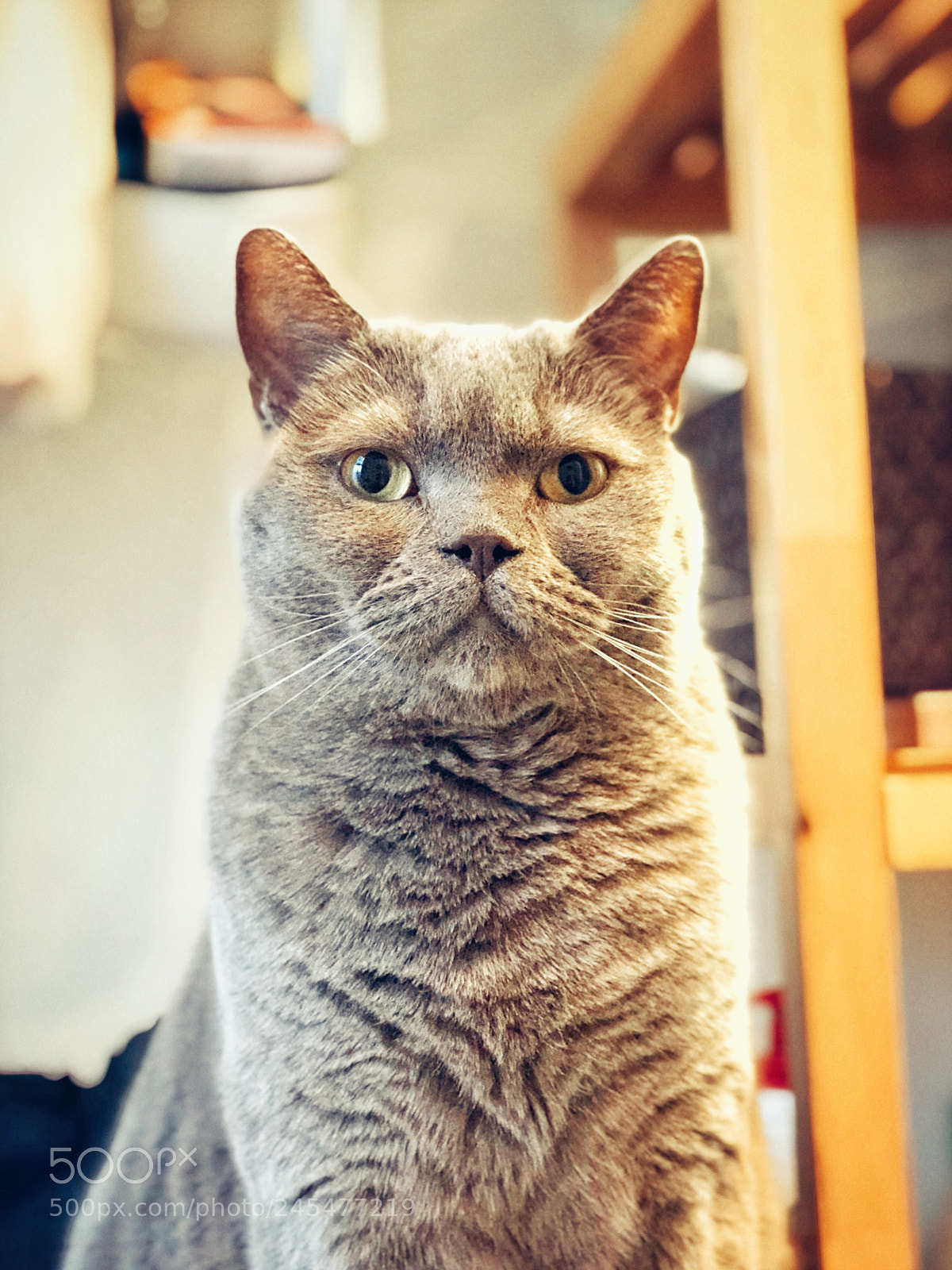 Apple iPhone 8 Plus sample photo. His majesty photography