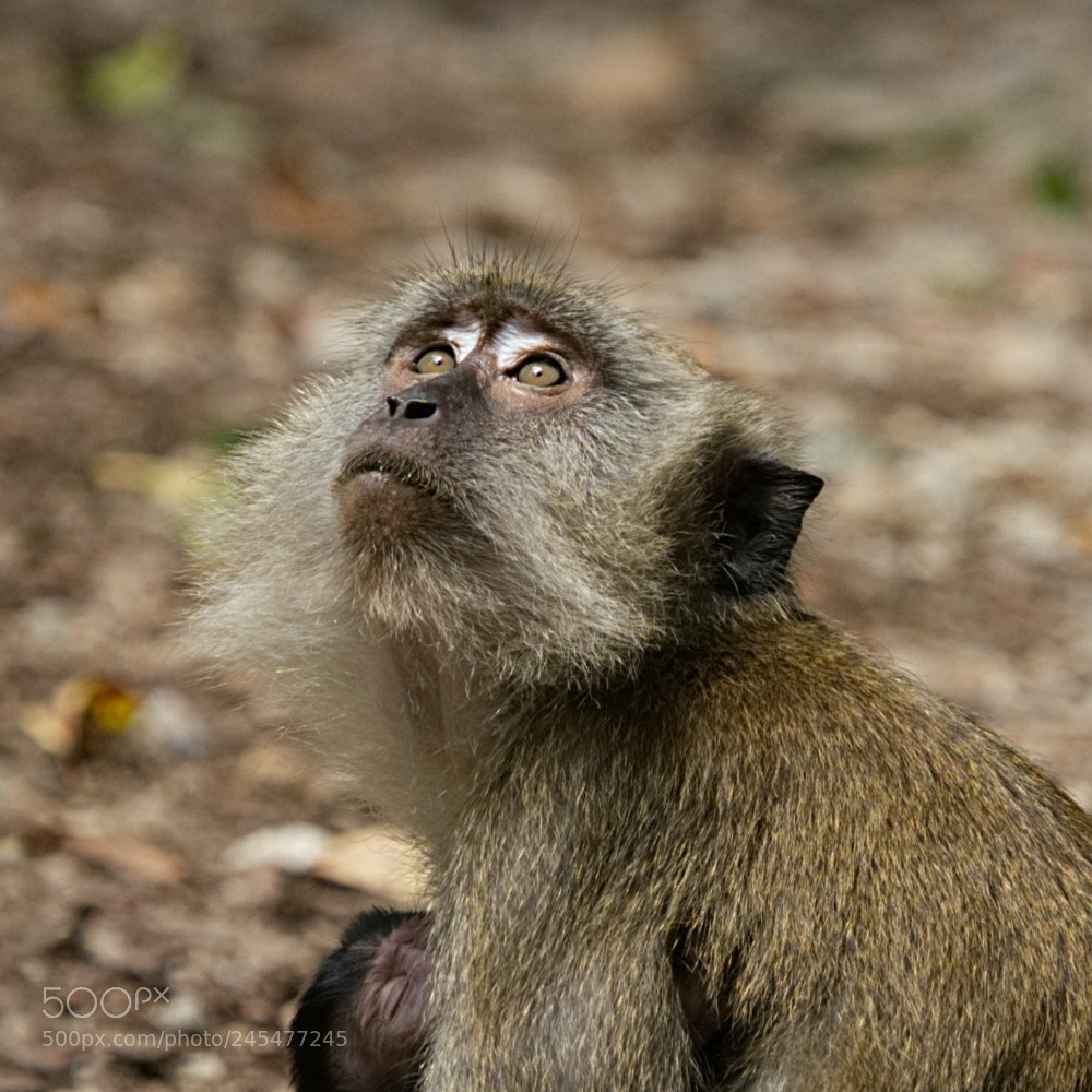 Sony a7R II sample photo. What's up there? photography