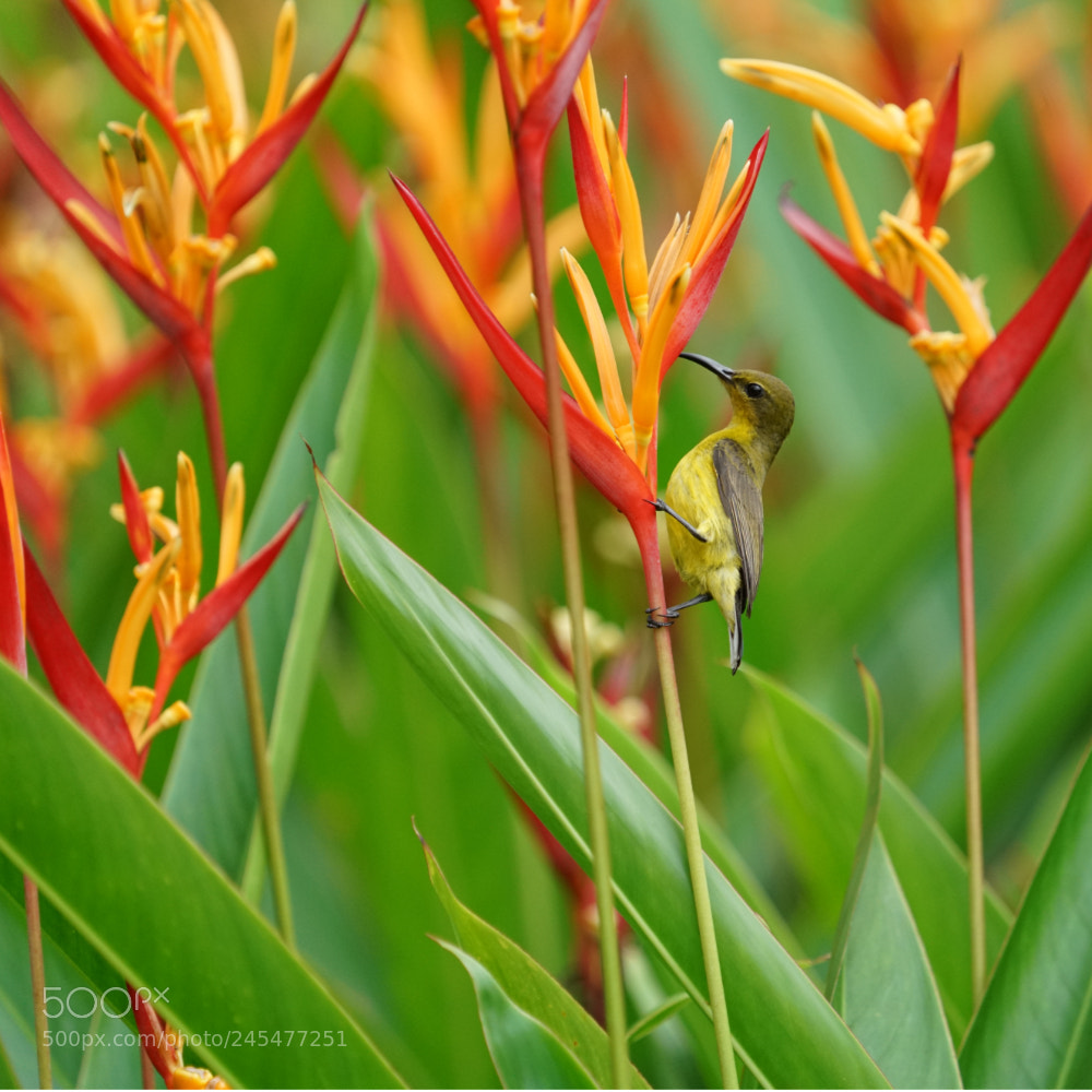 Sony a7R II sample photo. Going for the colourful photography