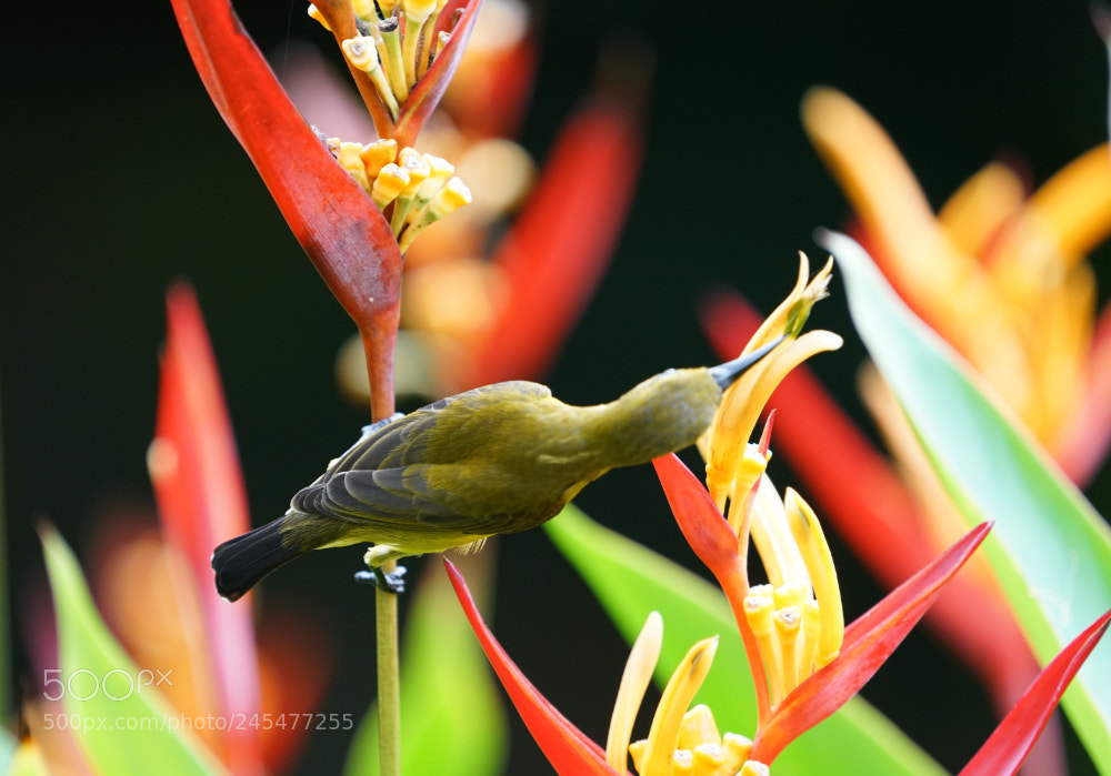 Sony a7R II sample photo. Going for the colourful photography