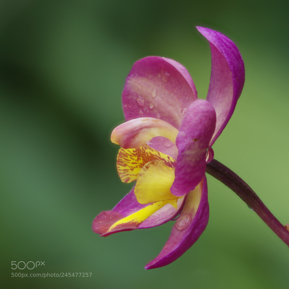 Sony a7R II sample photo. Orchid after rain photography