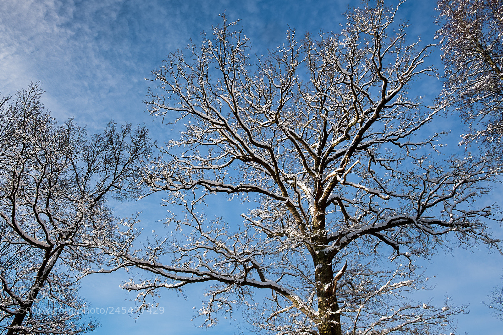 Fujifilm X-T20 sample photo. Oak tree photography
