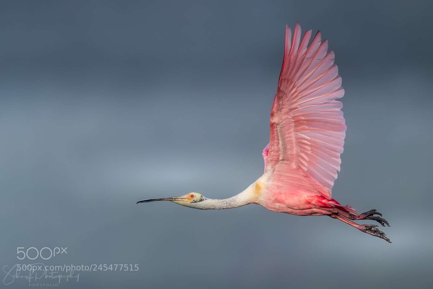 Canon EOS-1D X Mark II sample photo. Roseate spoonbill photography