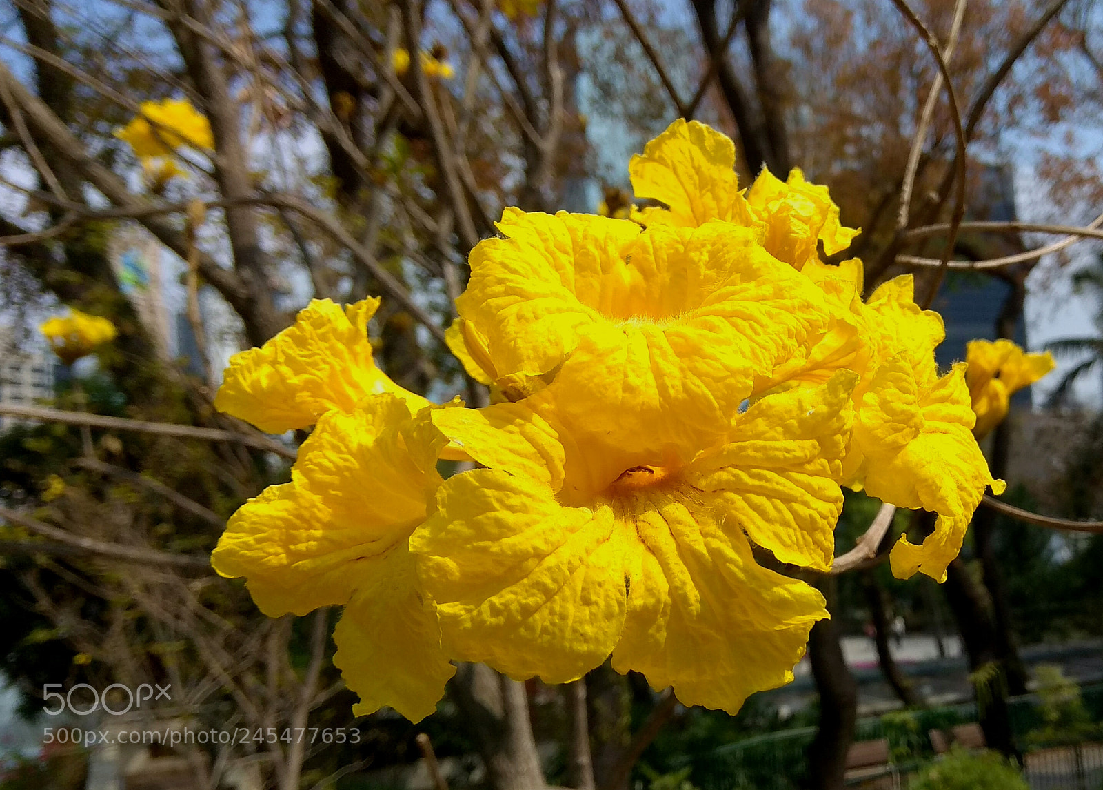 Xiaomi Redmi Note 4 sample photo. Bright yellow crepe photography
