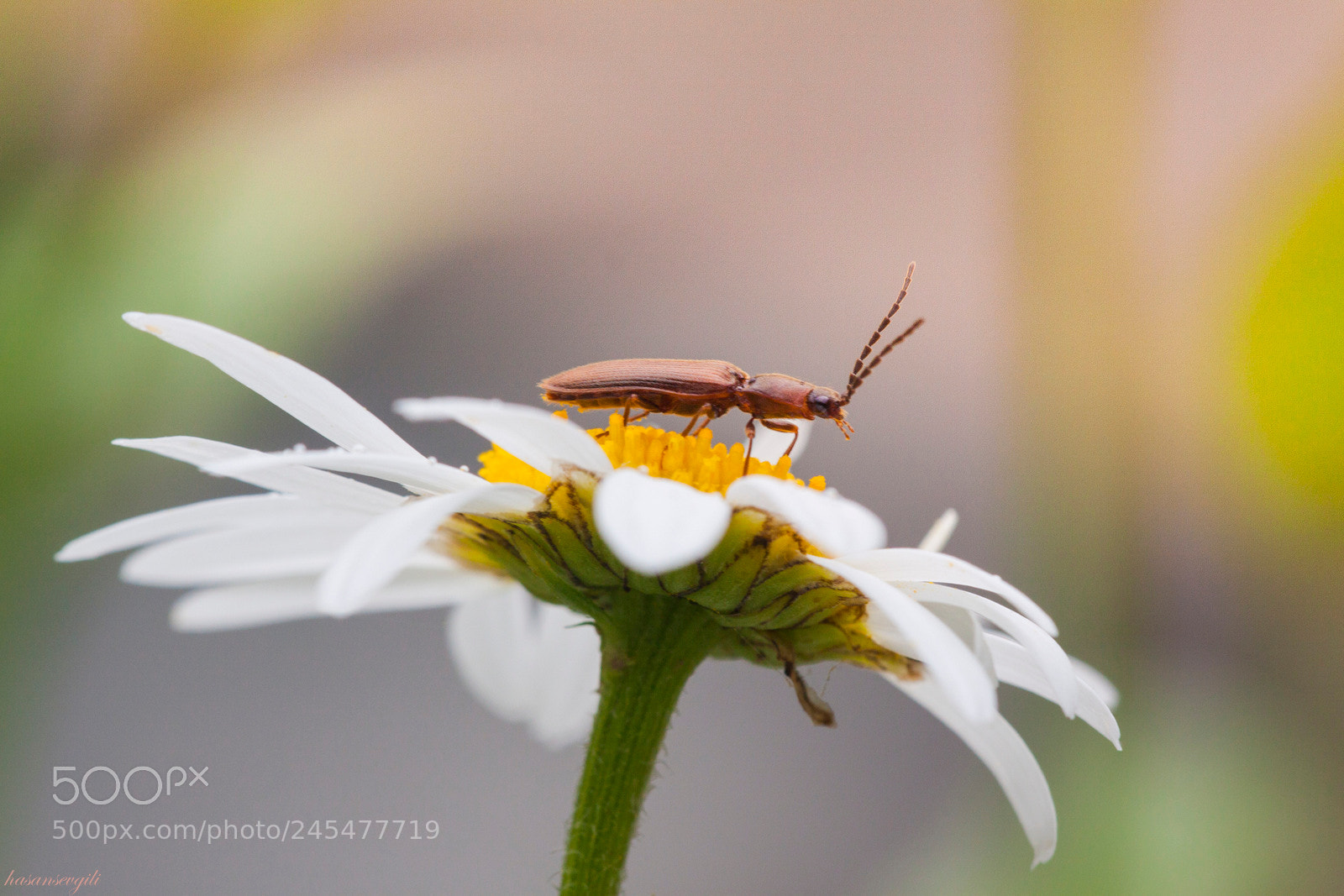 Canon EOS 50D sample photo. Air flower photography