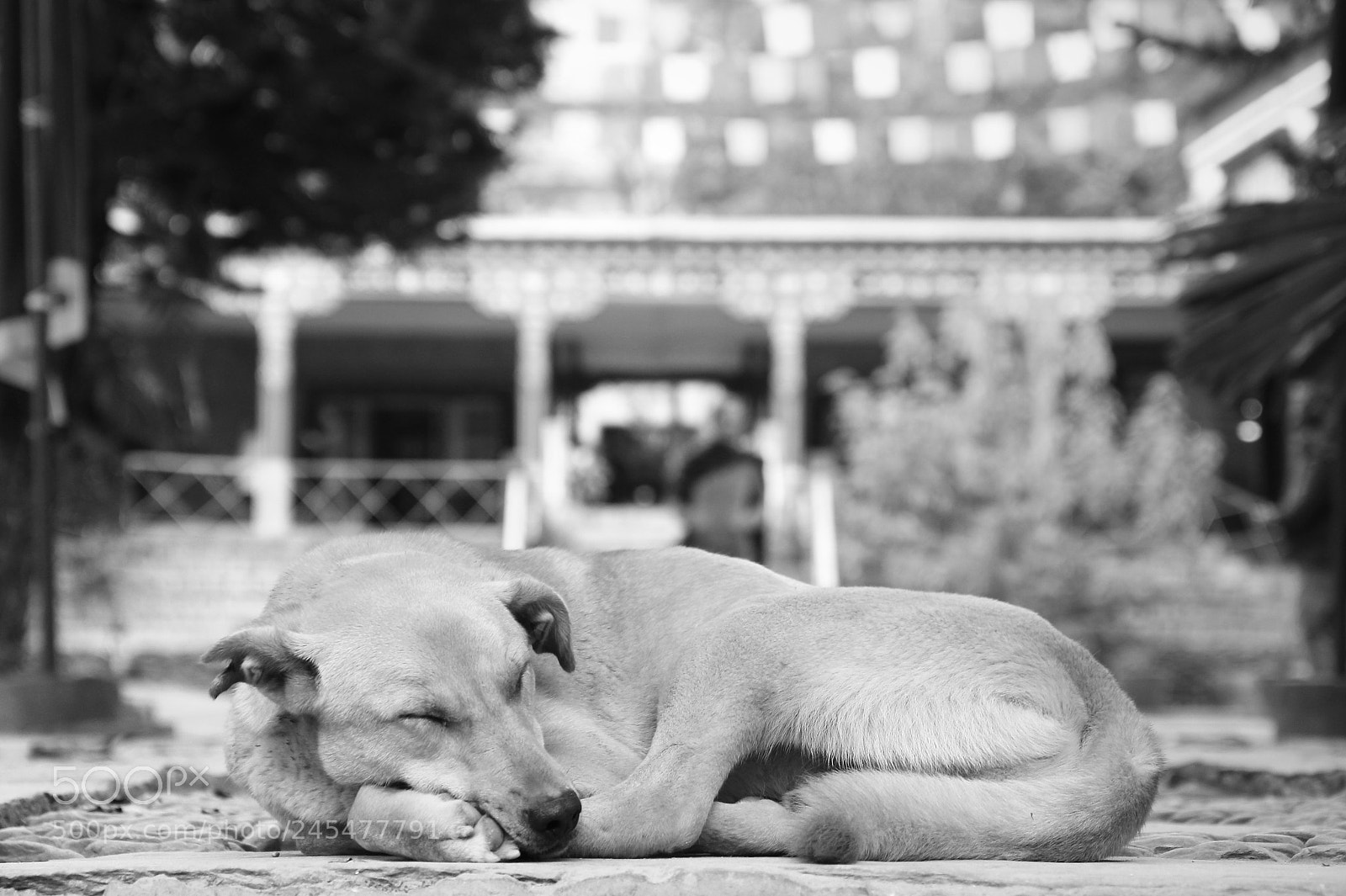 Canon EOS 60D sample photo. Temple dog photography