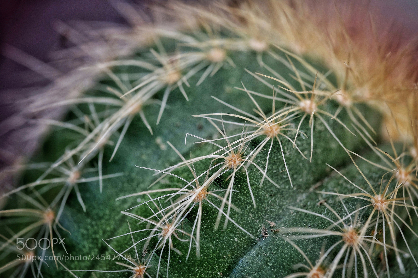 Fujifilm X-T2 sample photo. Untitled photography