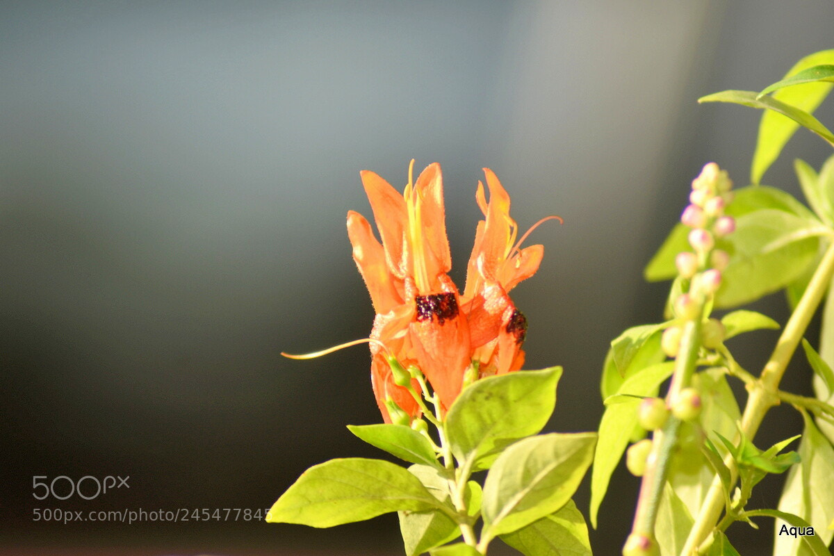 Nikon D5500 sample photo. Shrimp flower photography