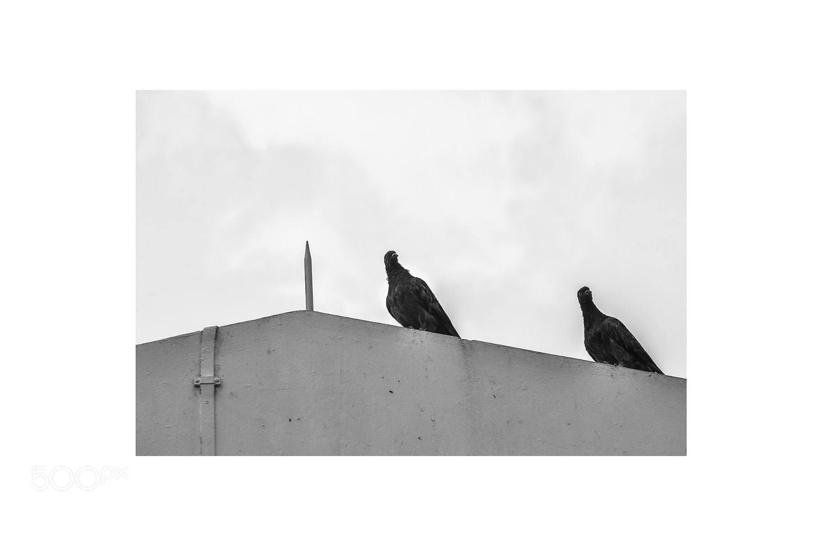 Nikon D90 sample photo. Portraits of the pigeons photography