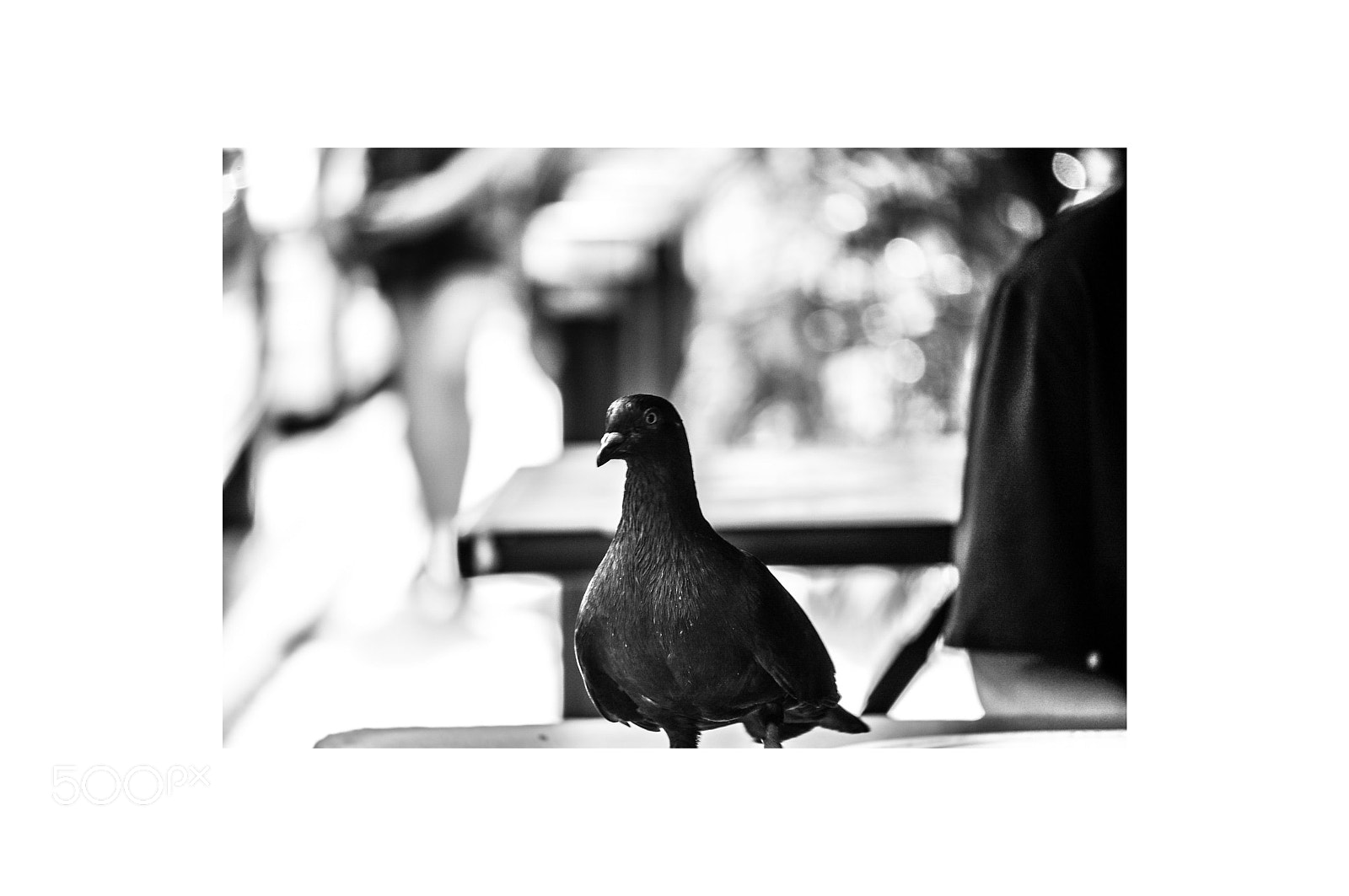 Nikon D90 sample photo. Portraits of the pigeons photography