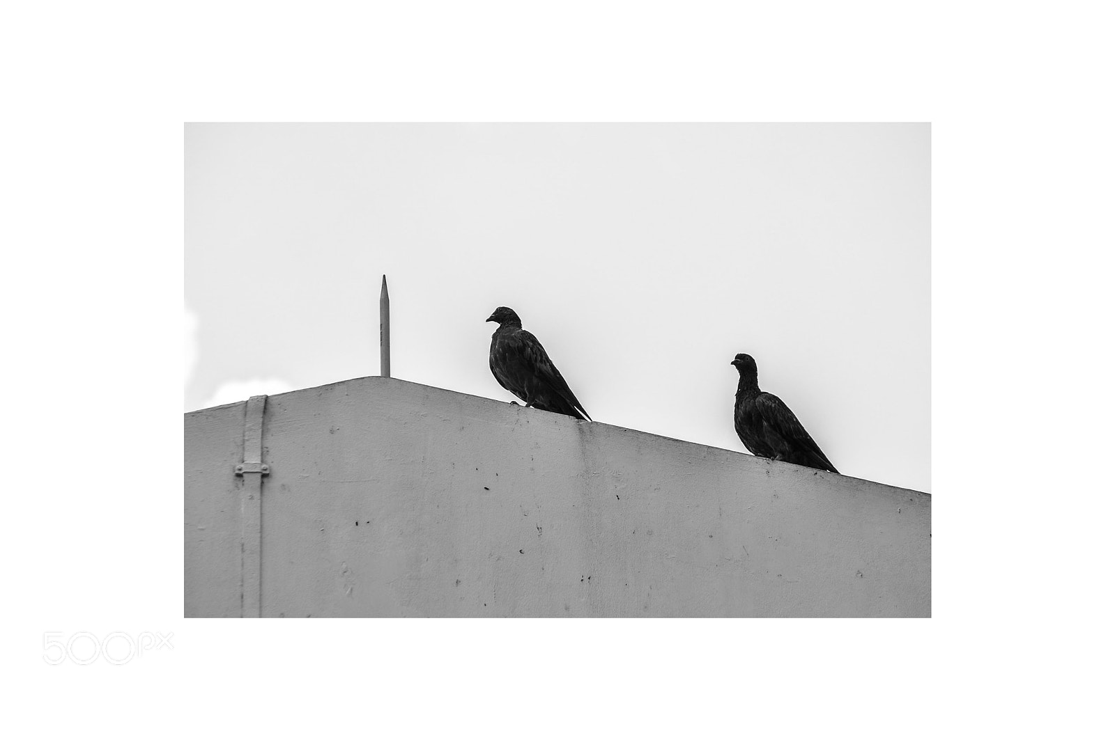 Nikon D90 sample photo. Portraits of the pigeons photography
