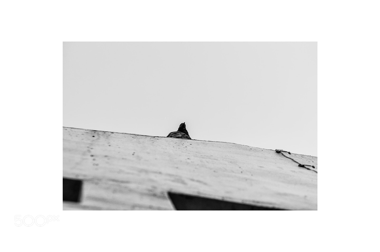 Nikon D90 sample photo. Portraits of the pigeons photography
