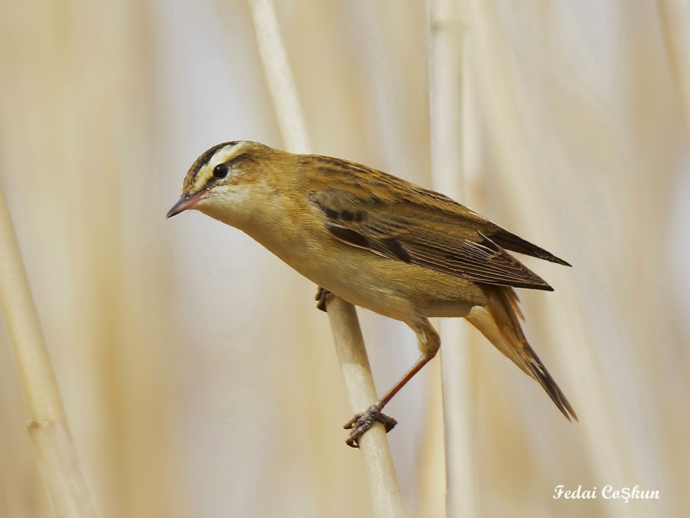 Nikon D7100 sample photo. Sedge warbler (kındıra kamışçını) photography