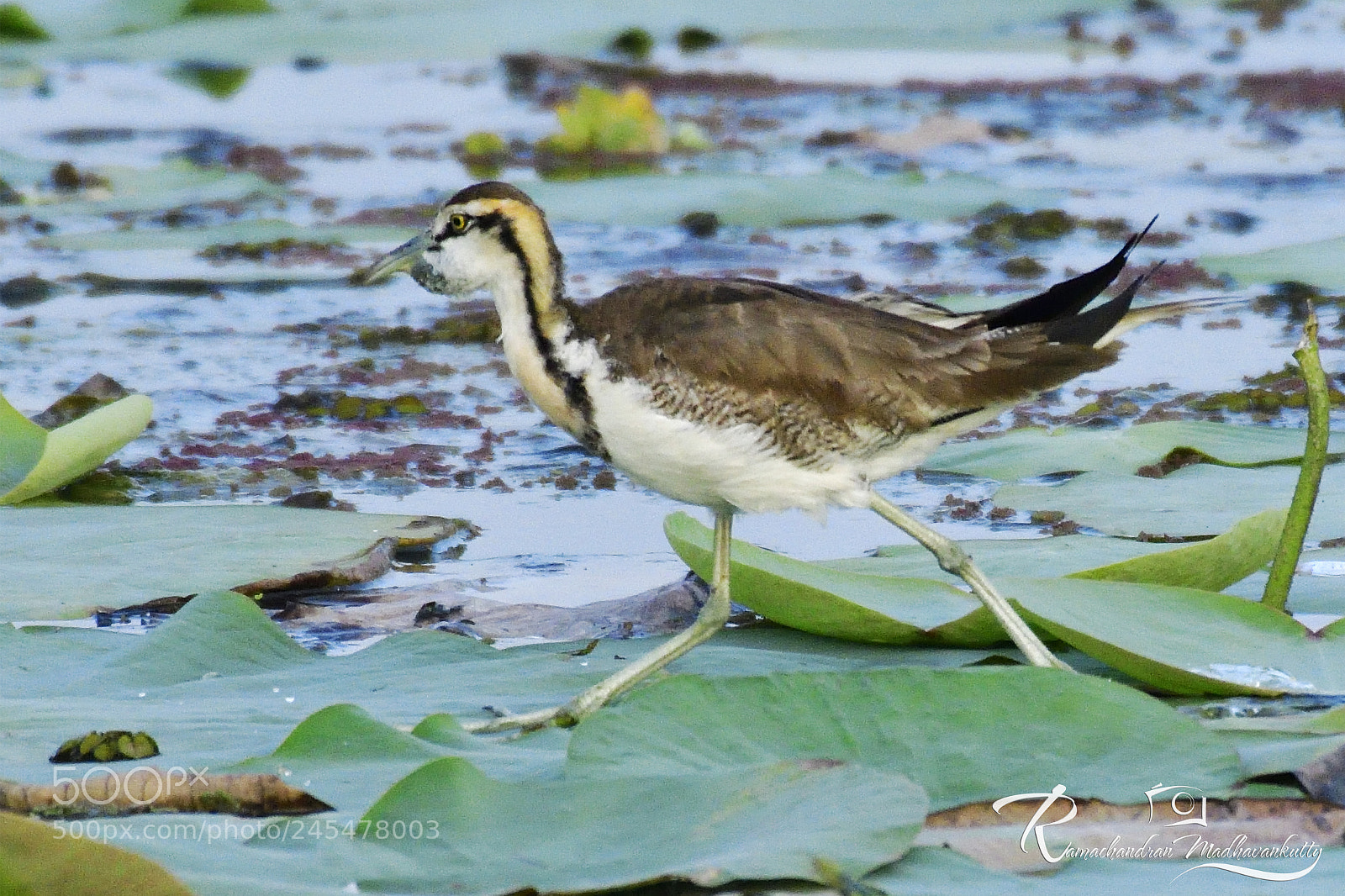 Nikon D500 sample photo. Pheasant-tailed jacana photography