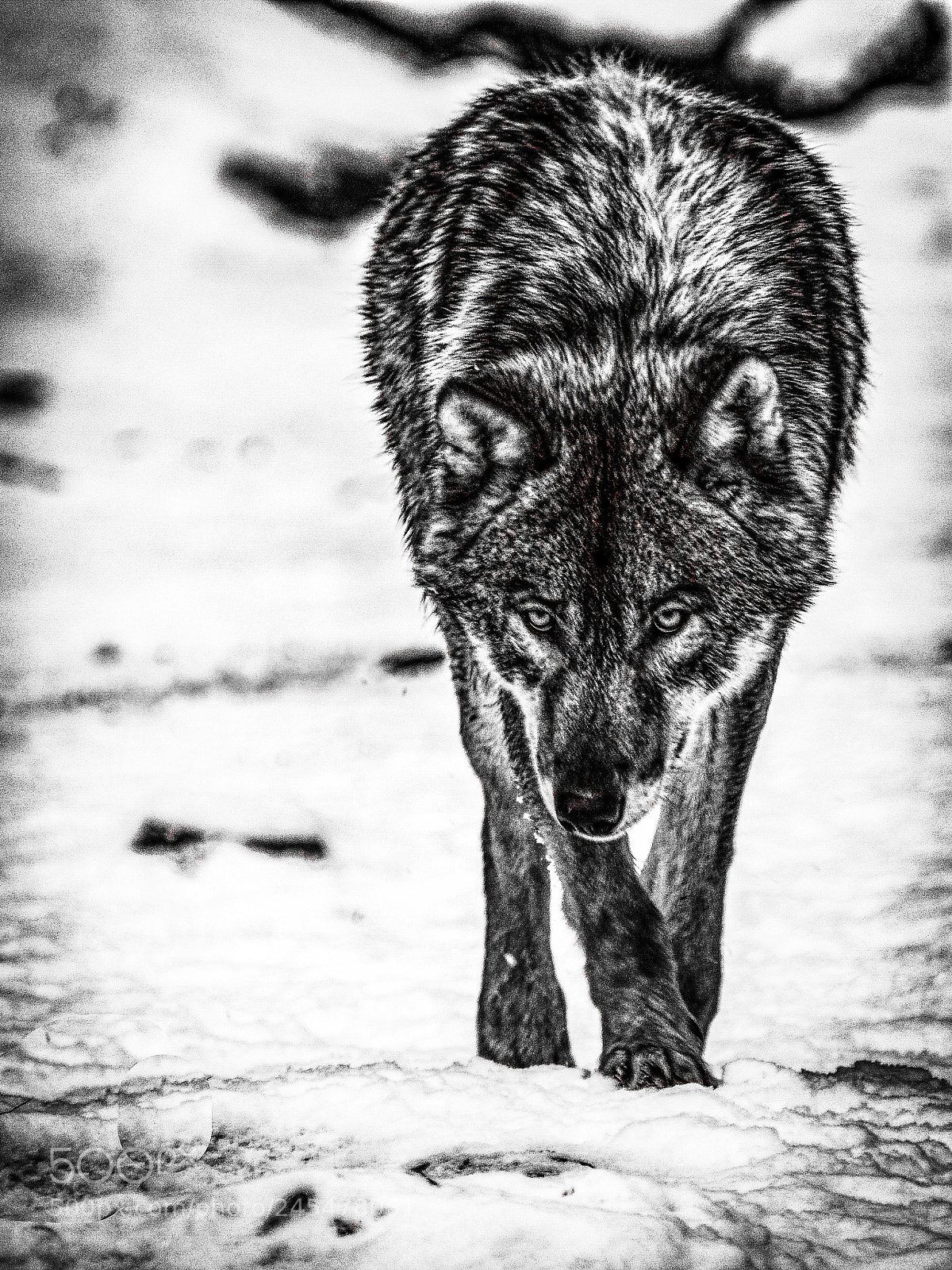 Olympus OM-D E-M1 sample photo. Wolf b&w photography