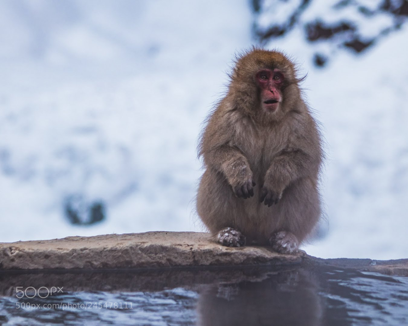 Canon EOS M5 sample photo. Snow monkey in jigokudani photography