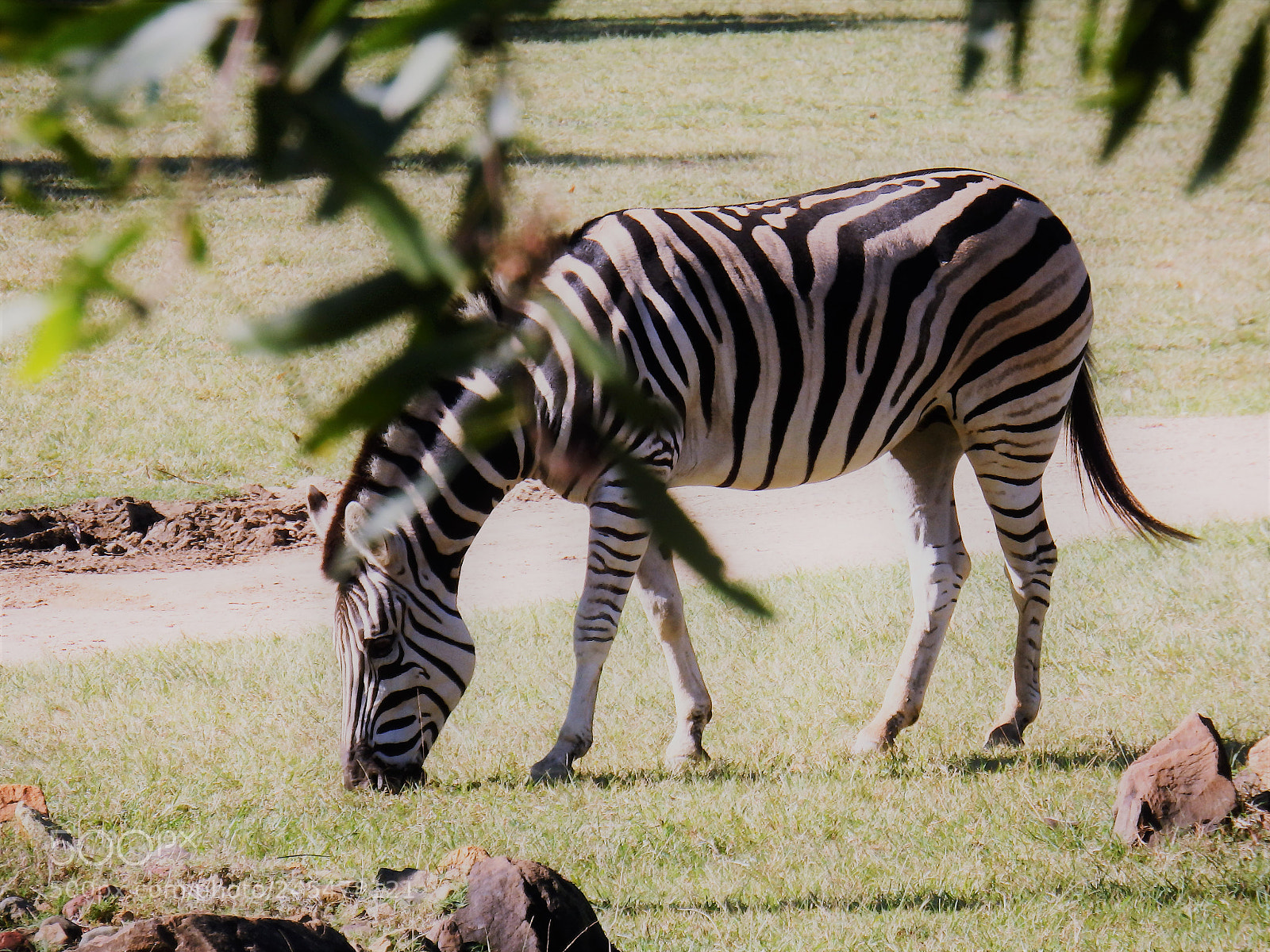 Olympus SP-100EE sample photo. The zebra photography