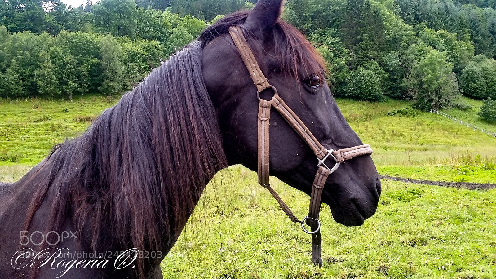 Samsung Galaxy S5 sample photo. 89.jpg photography