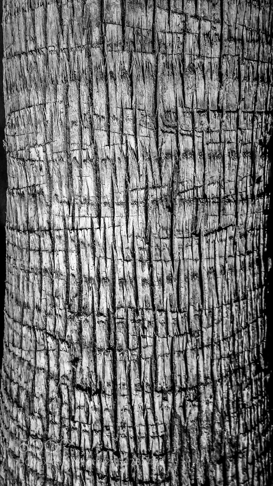 Samsung Galaxy S5 sample photo. Palm bark at night photography