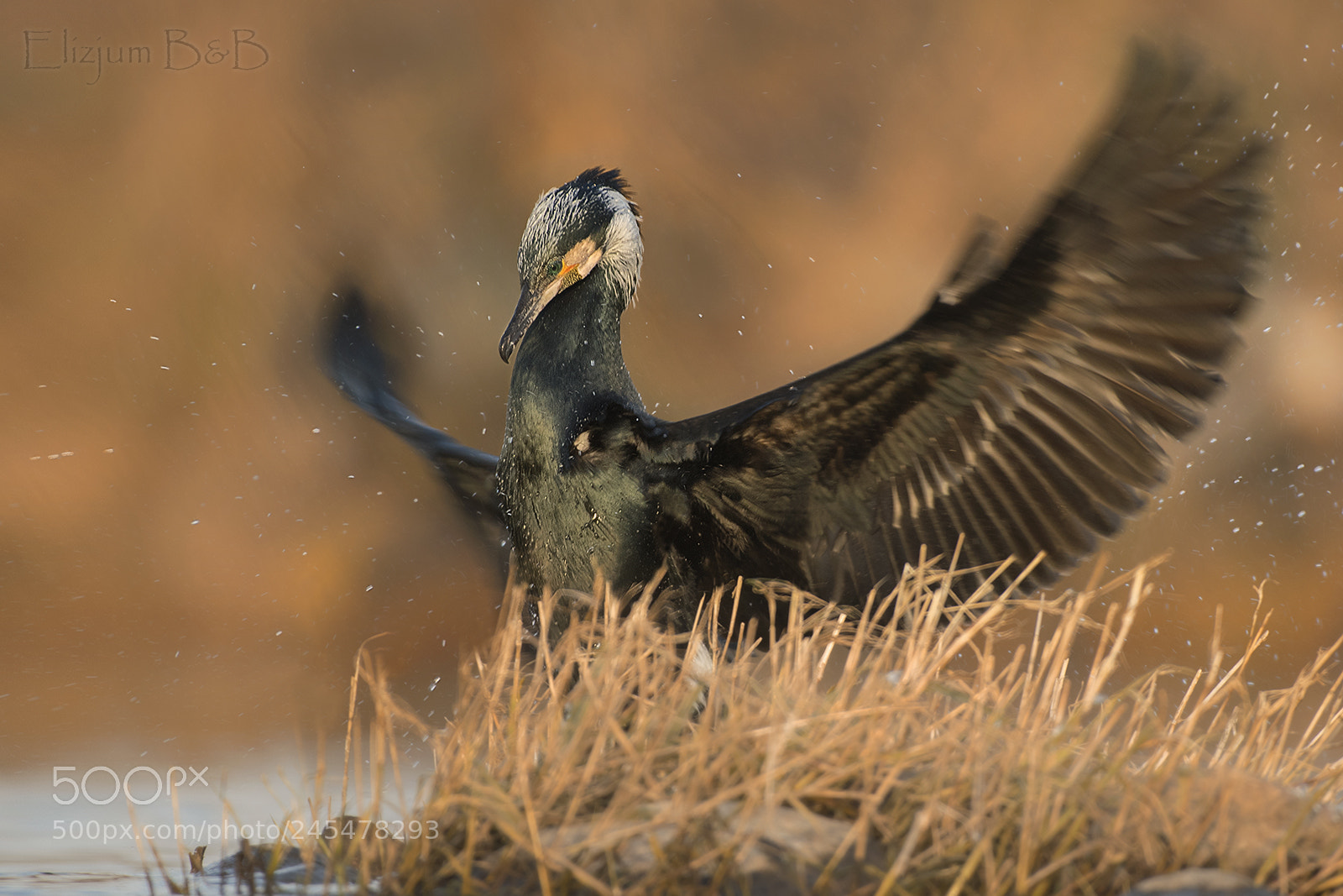 Nikon D500 sample photo. Cormorant photography