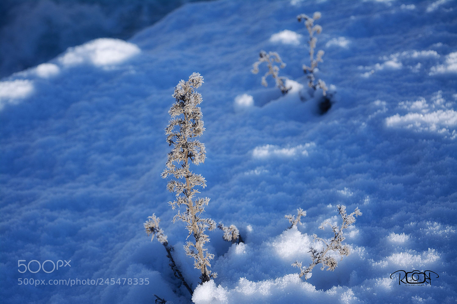Nikon D5200 sample photo. Frozen photography