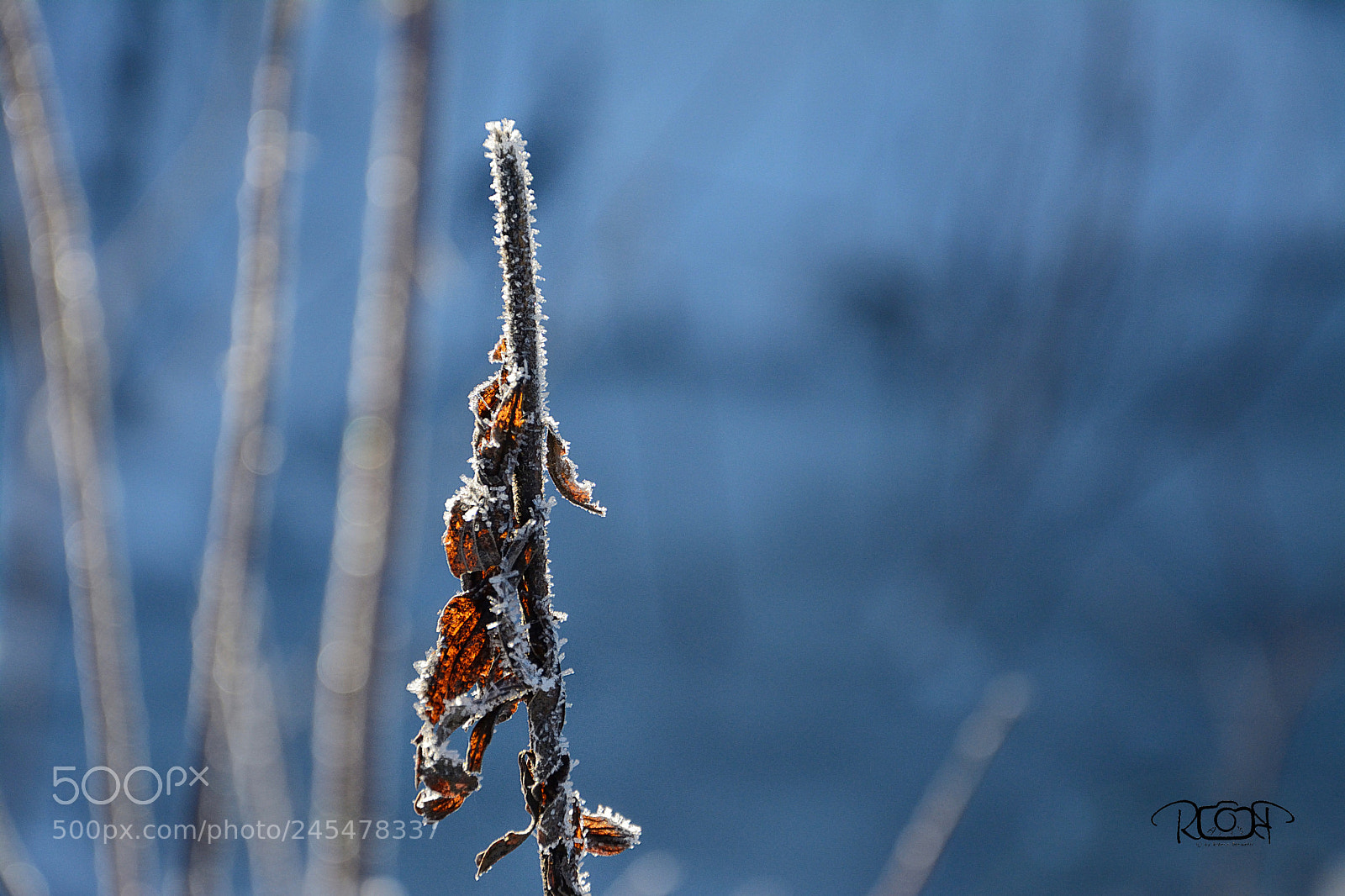 Nikon D5200 sample photo. Frozen photography