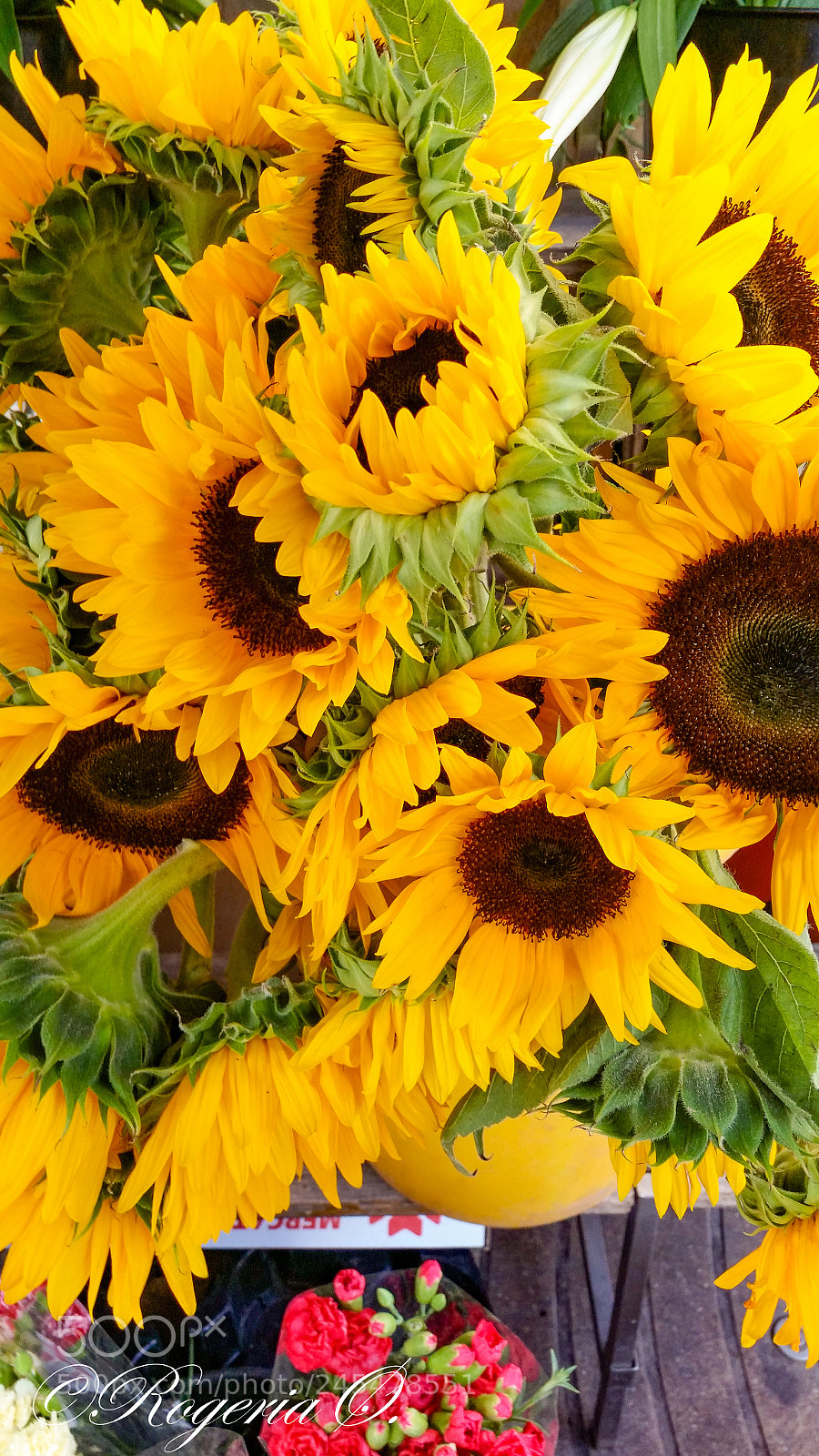 Samsung Galaxy S5 sample photo. 99.jpg photography