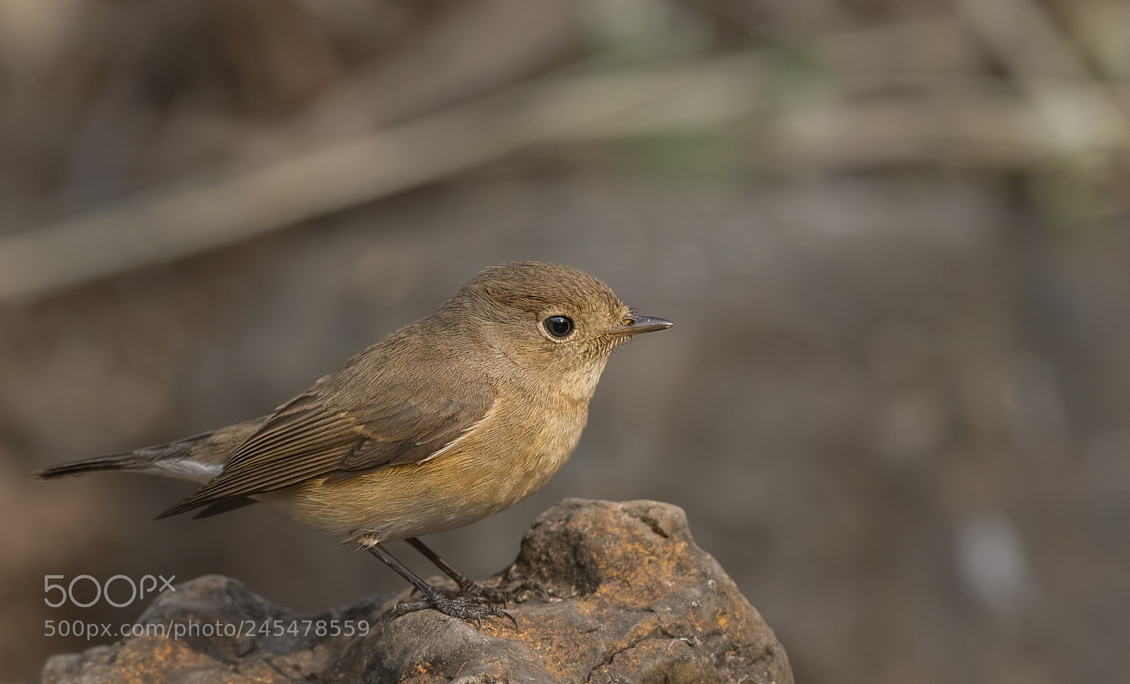 Nikon D500 sample photo. Red breasted flycatcher photography
