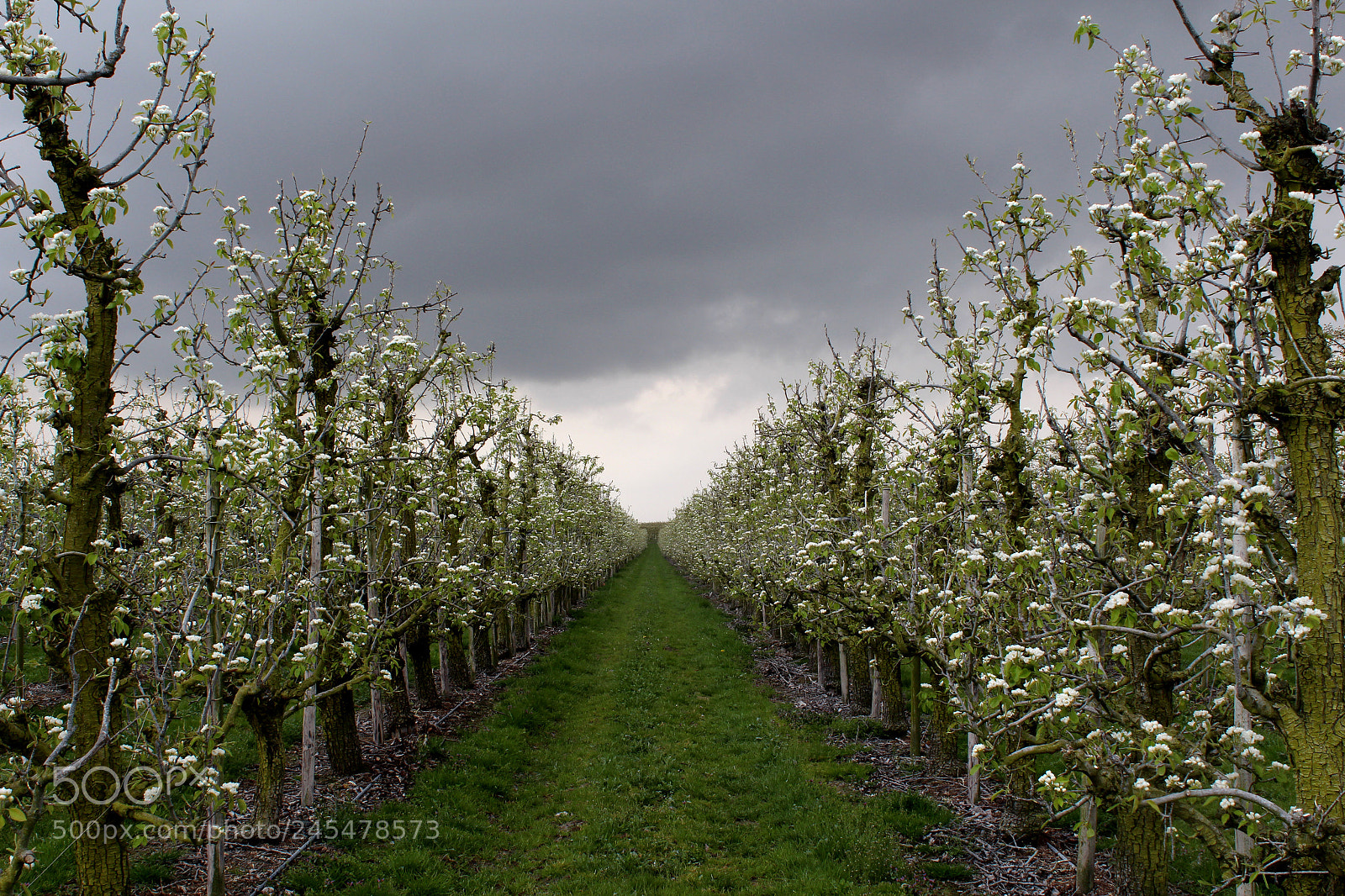 Canon EOS 650D (EOS Rebel T4i / EOS Kiss X6i) sample photo. The young pear trees photography