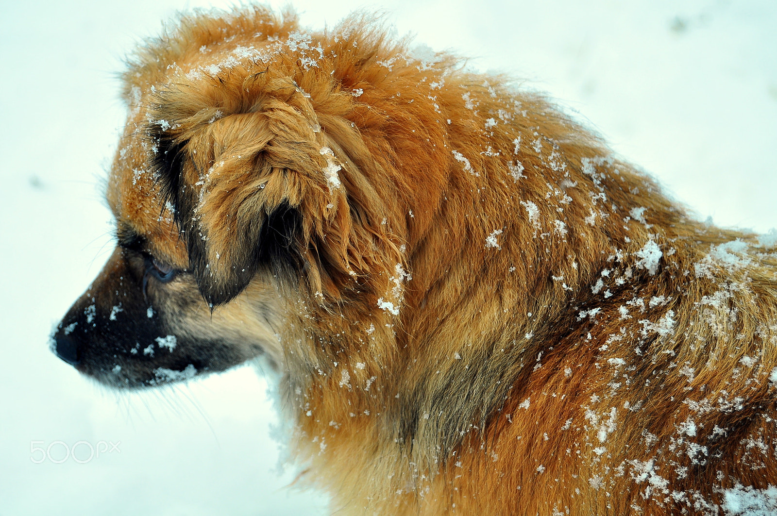 Nikon D90 sample photo. Enjoying the snow photography