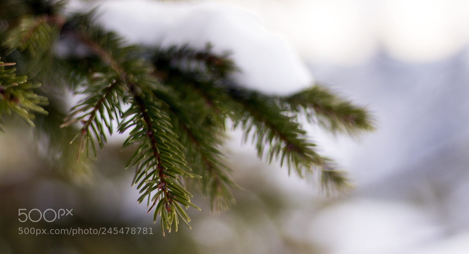 Canon EOS 700D (EOS Rebel T5i / EOS Kiss X7i) sample photo. Look closer photography