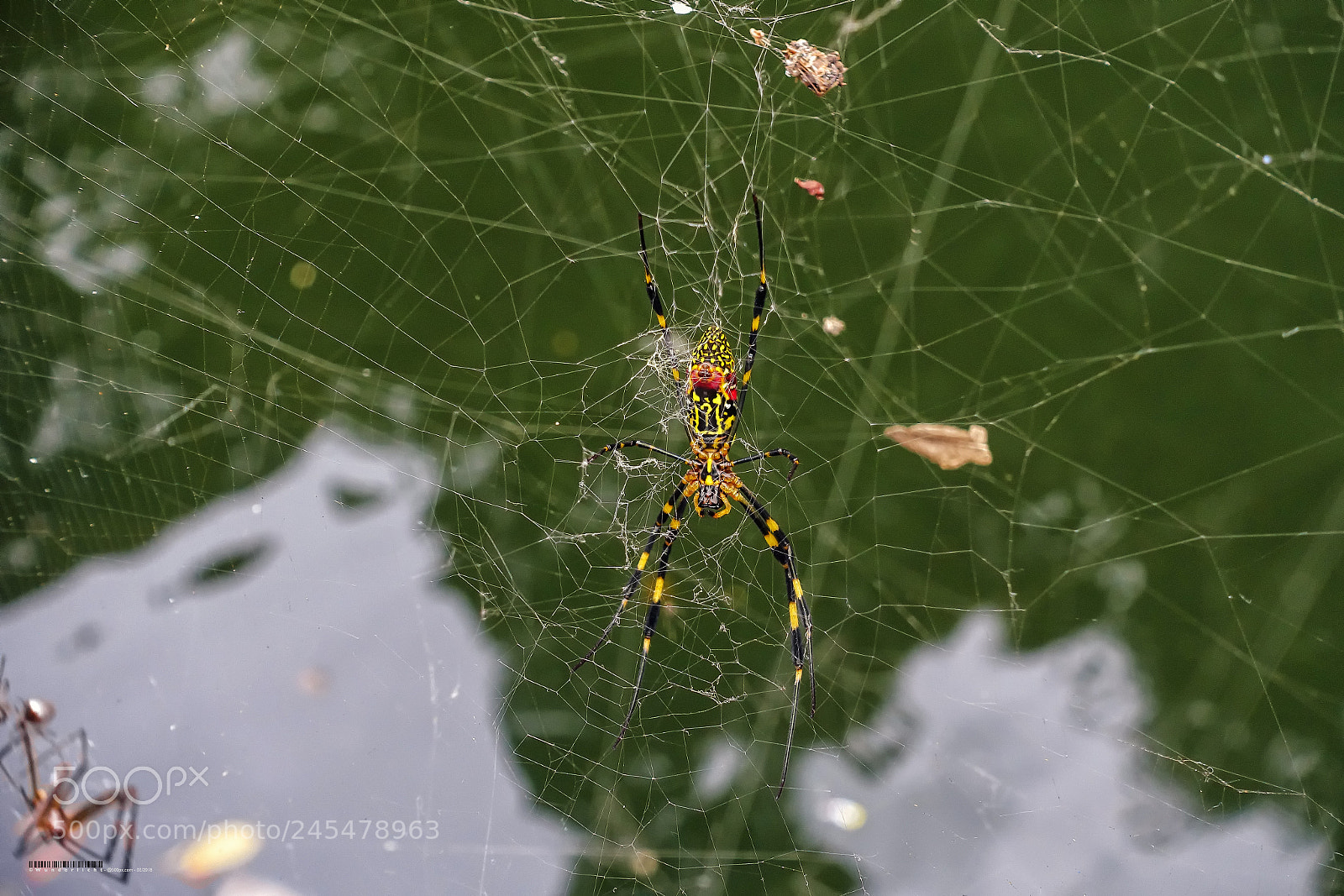 Sony Cyber-shot DSC-RX100 III sample photo. Spider photography