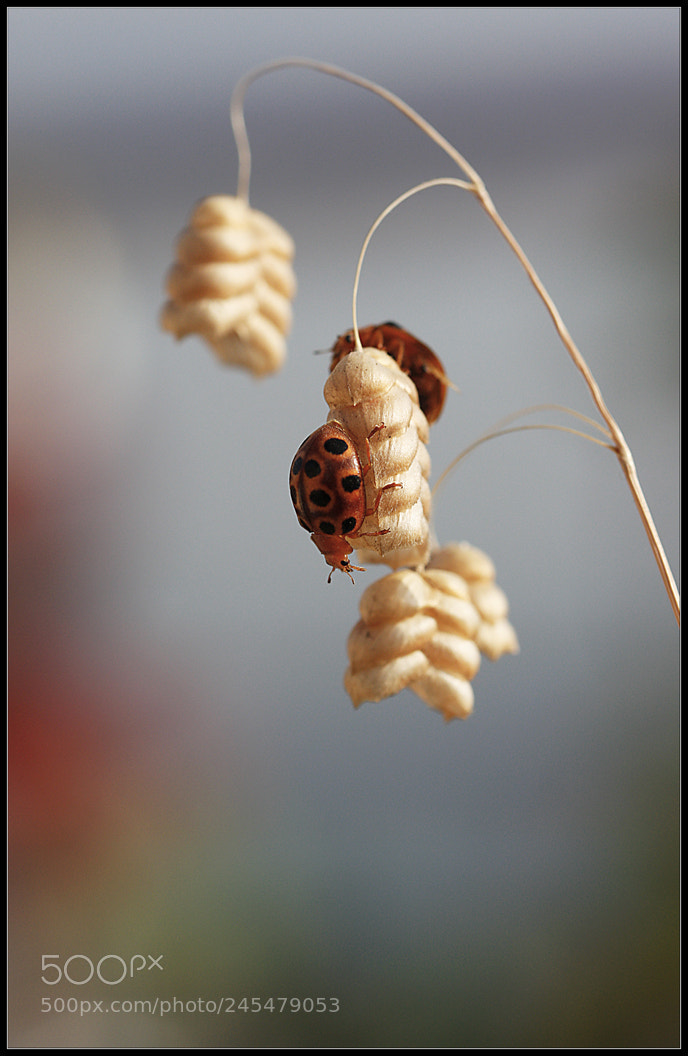Canon EOS 450D (EOS Rebel XSi / EOS Kiss X2) sample photo. Bahar gezintisi.... photography