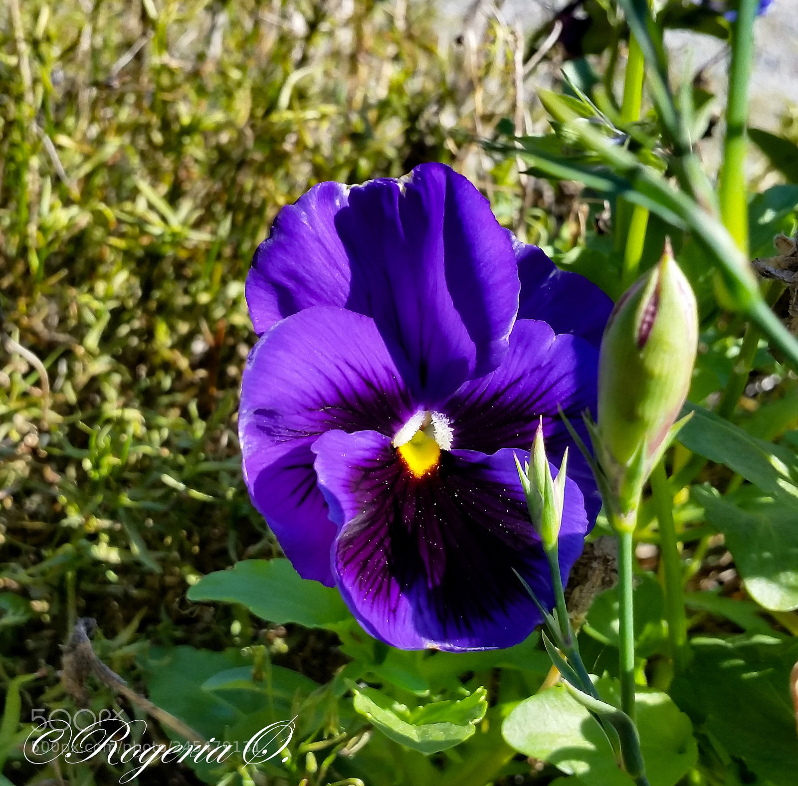 Samsung Galaxy S5 sample photo. 62.jpg photography