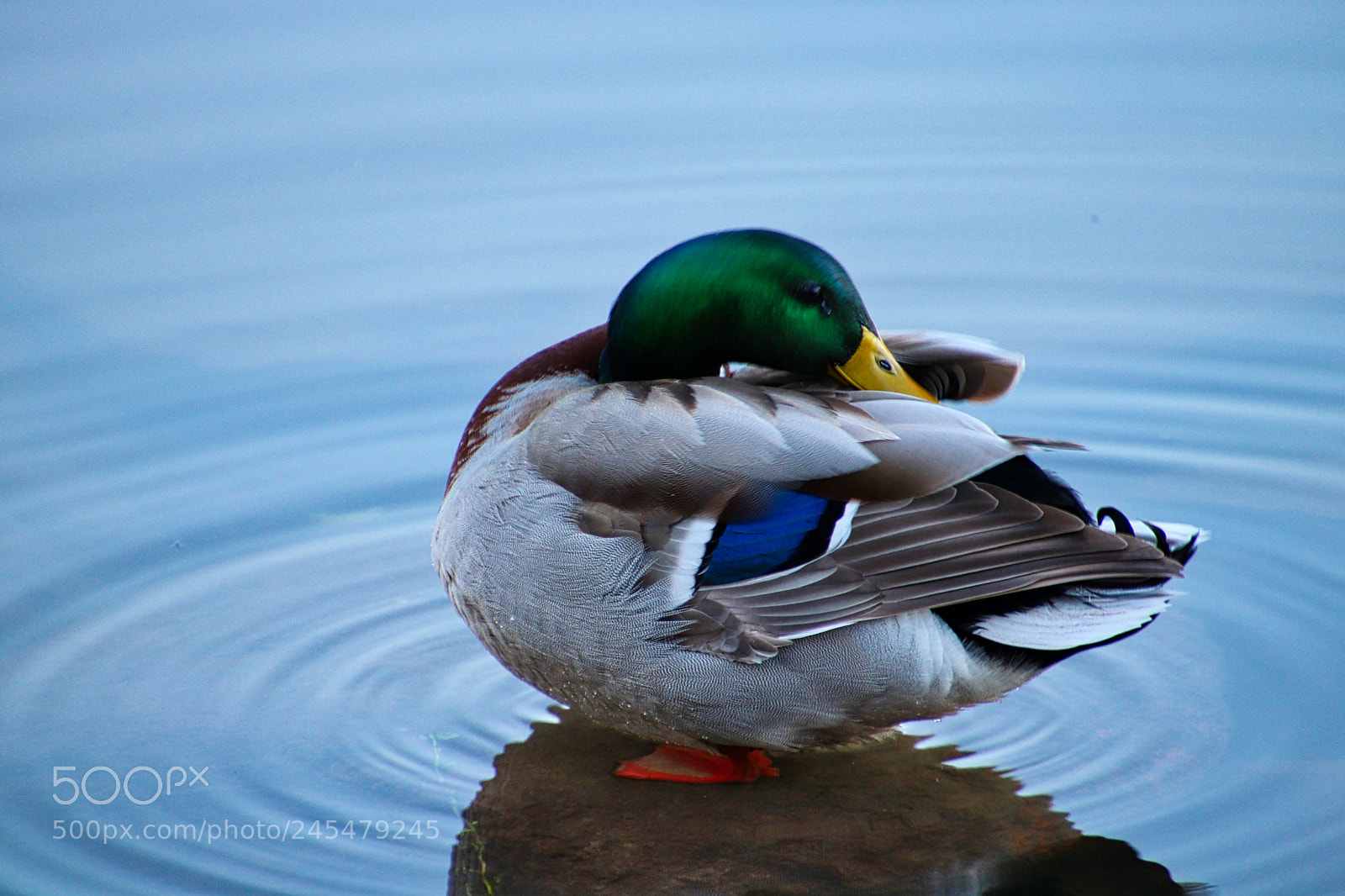 Canon EOS 77D (EOS 9000D / EOS 770D) sample photo. Mallard photography