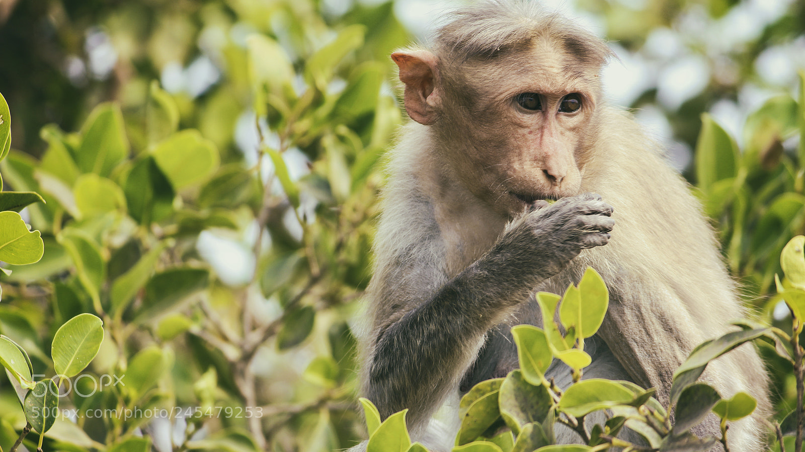 Canon EOS 700D (EOS Rebel T5i / EOS Kiss X7i) sample photo. Monkey sat in green photography