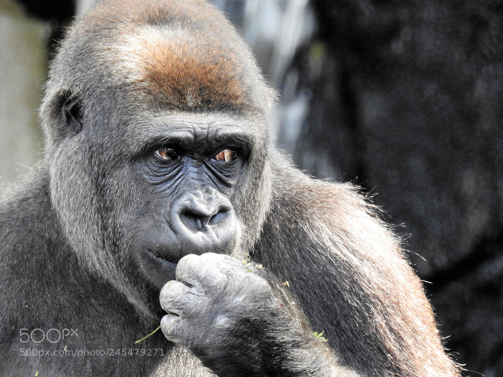 Nikon Coolpix P900 sample photo. The silver back gorilla photography