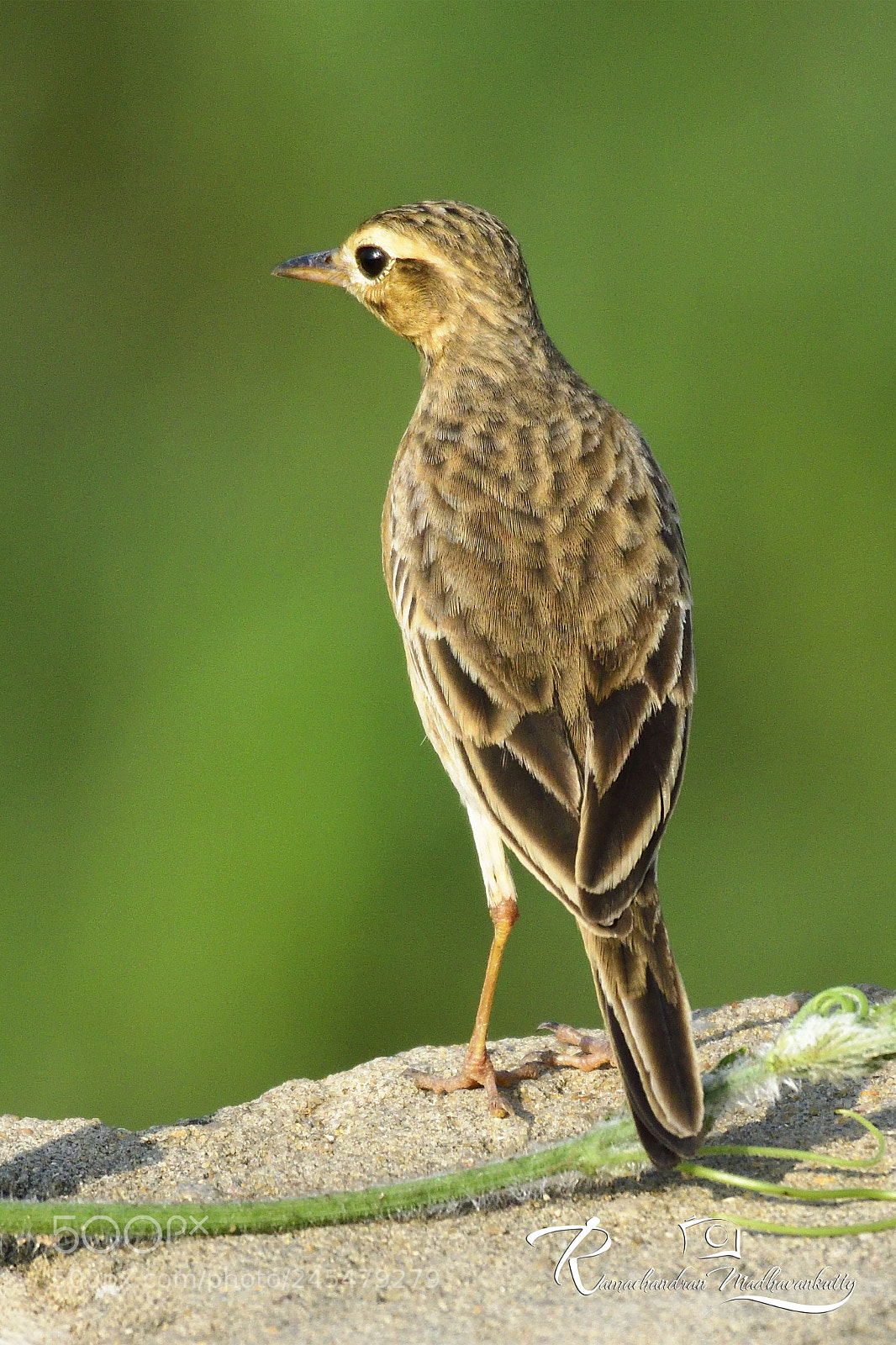 Nikon D500 sample photo. Paddyfield pipit photography
