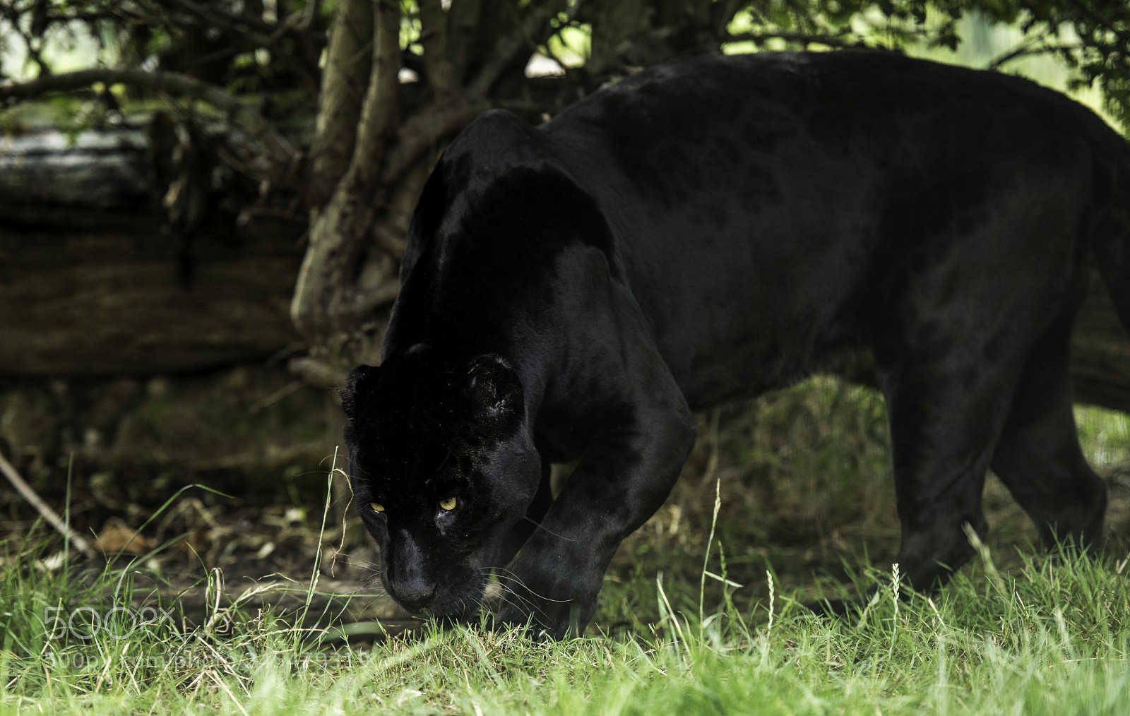 Nikon D810 sample photo. Black jaguar series photography