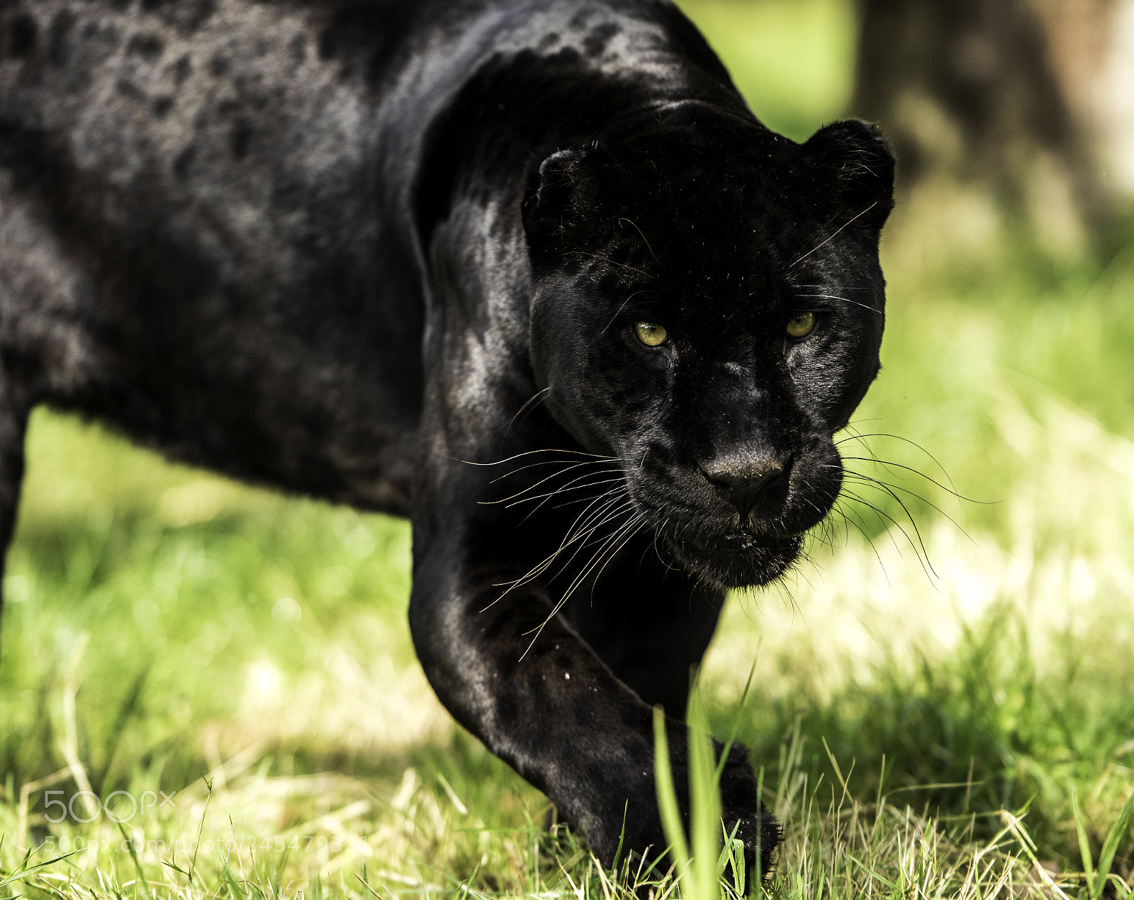 Nikon D810 sample photo. Black jaguar series photography