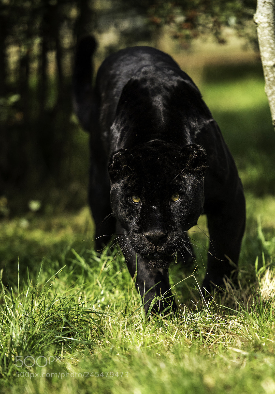 Nikon D810 sample photo. Black jaguar series photography