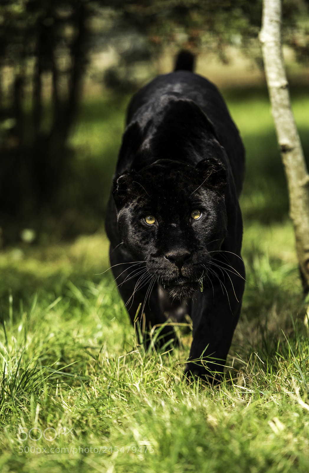 Nikon D810 sample photo. Black jaguar series photography