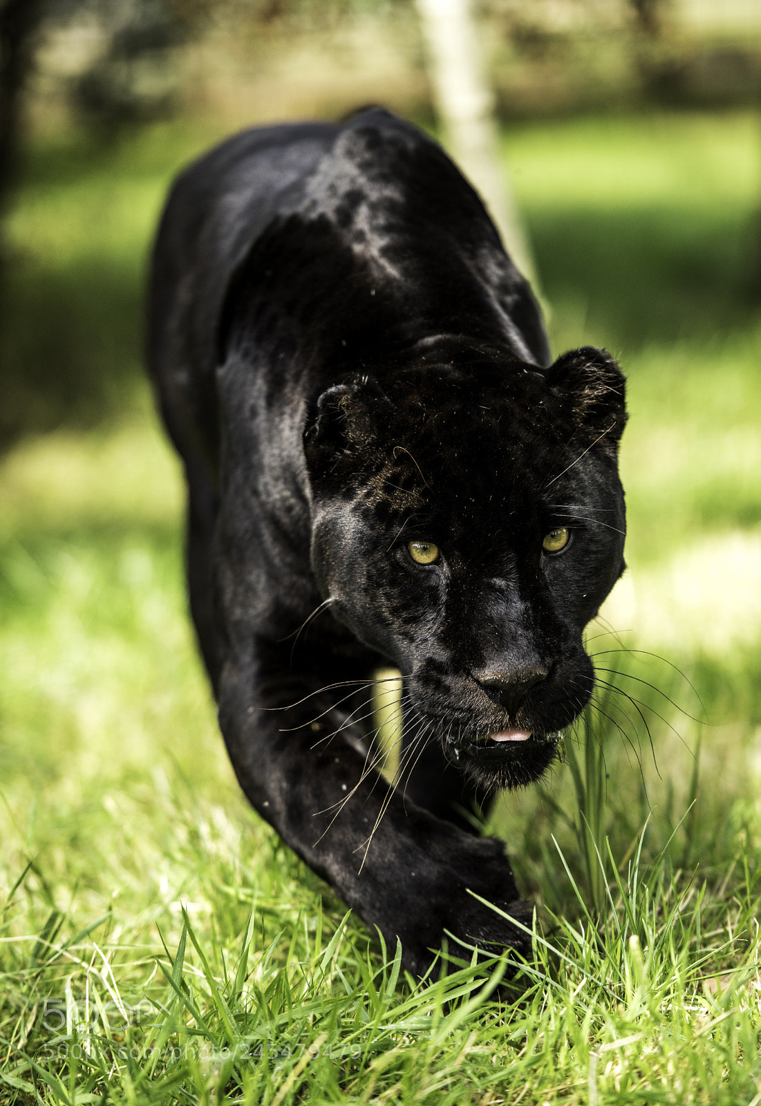 Nikon D810 sample photo. Black jaguar series photography