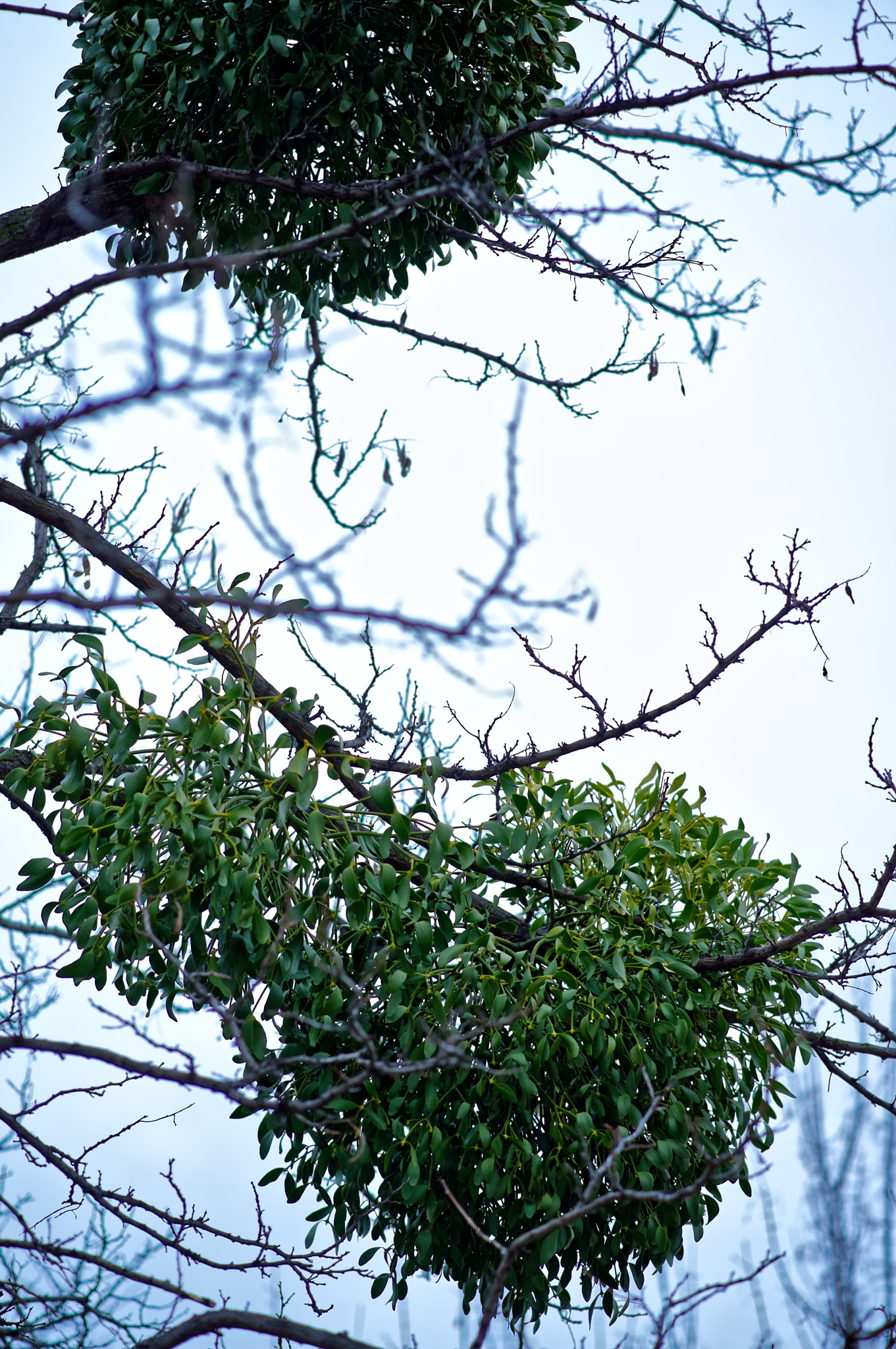 Sony a7 II + ZEISS Batis 85mm F1.8 sample photo. Professional parasite photography