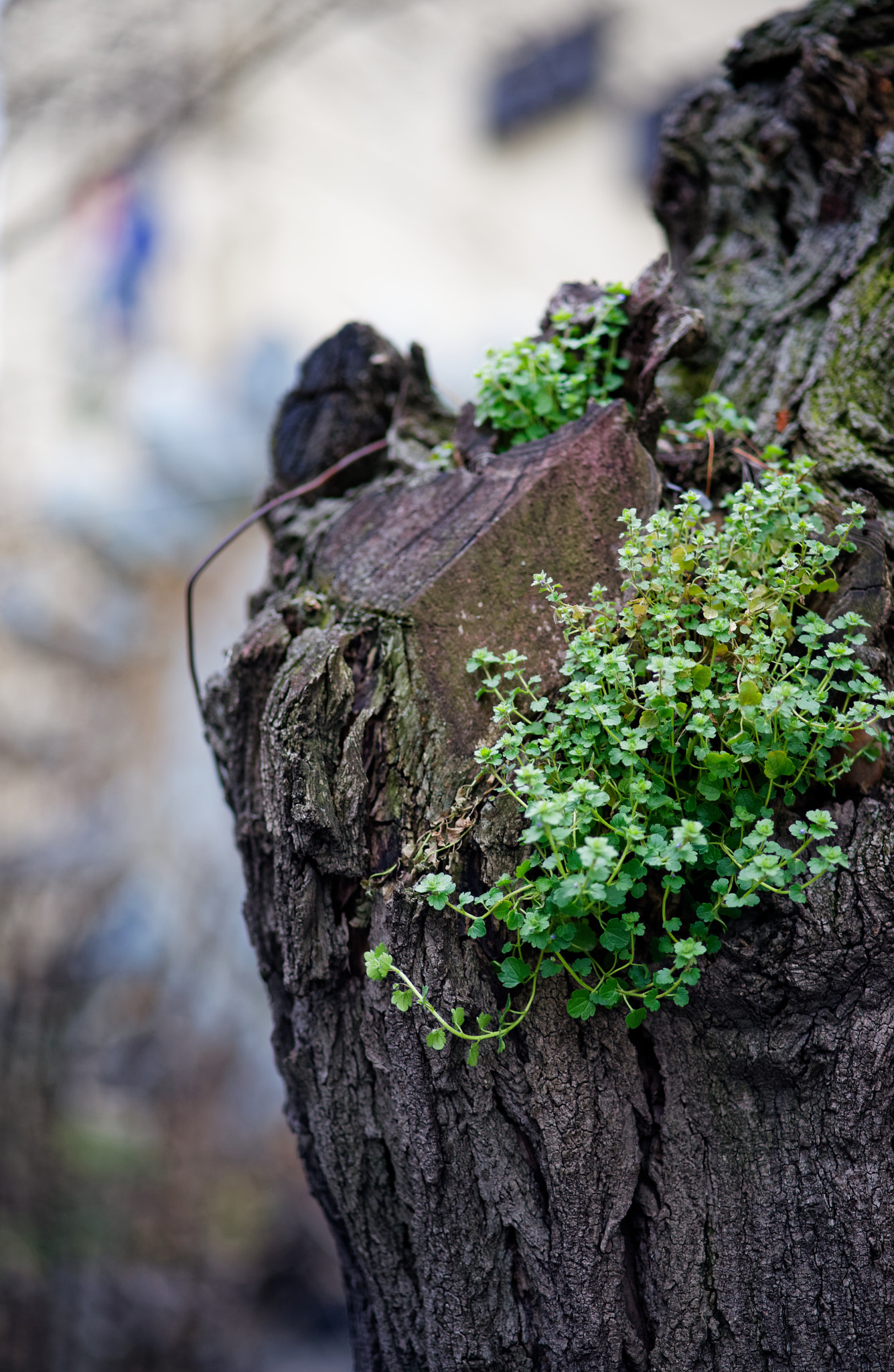 ZEISS Batis 85mm F1.8 sample photo. Life in an unexpected place photography
