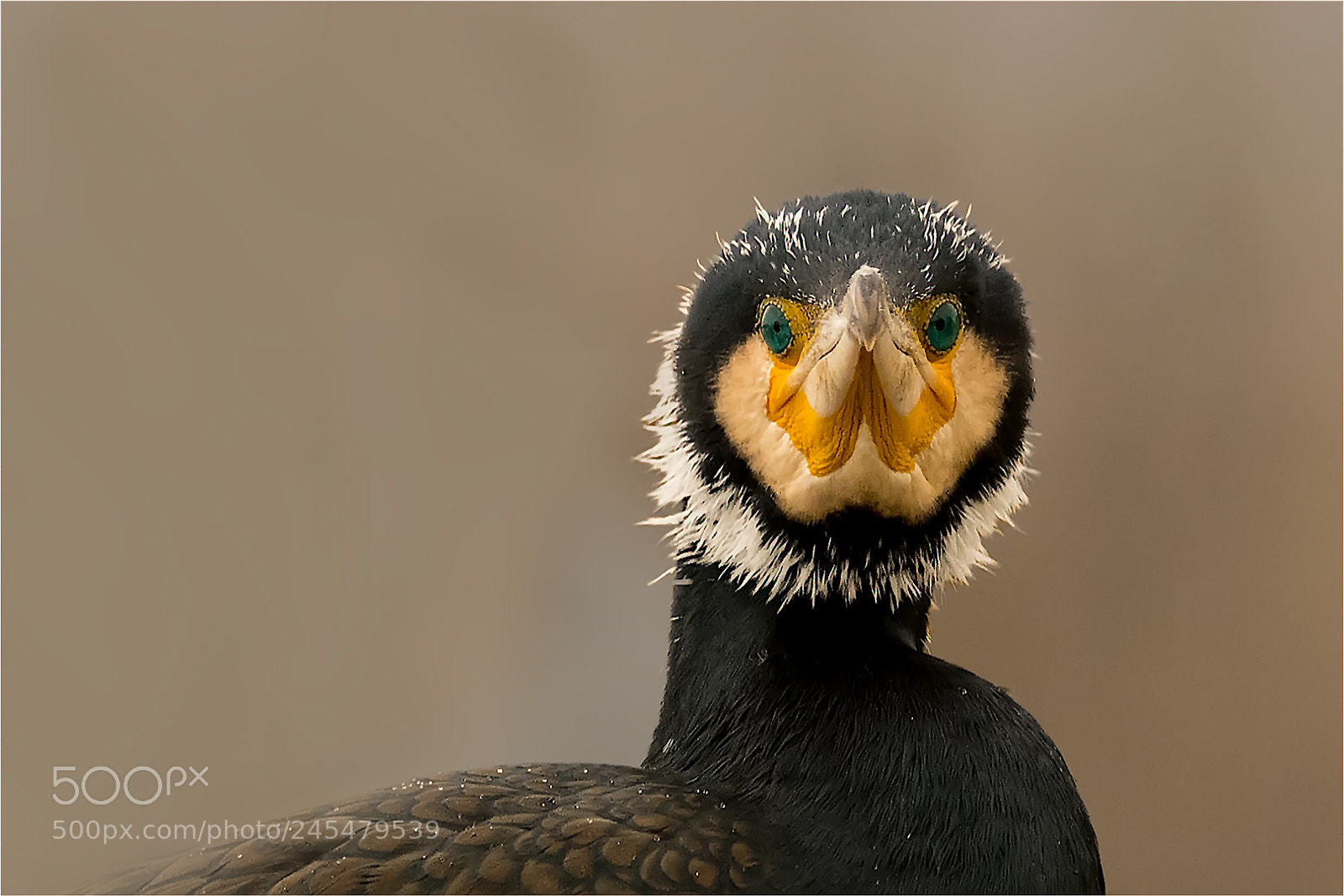 Nikon D850 sample photo. Great cormoran  - portrait photography